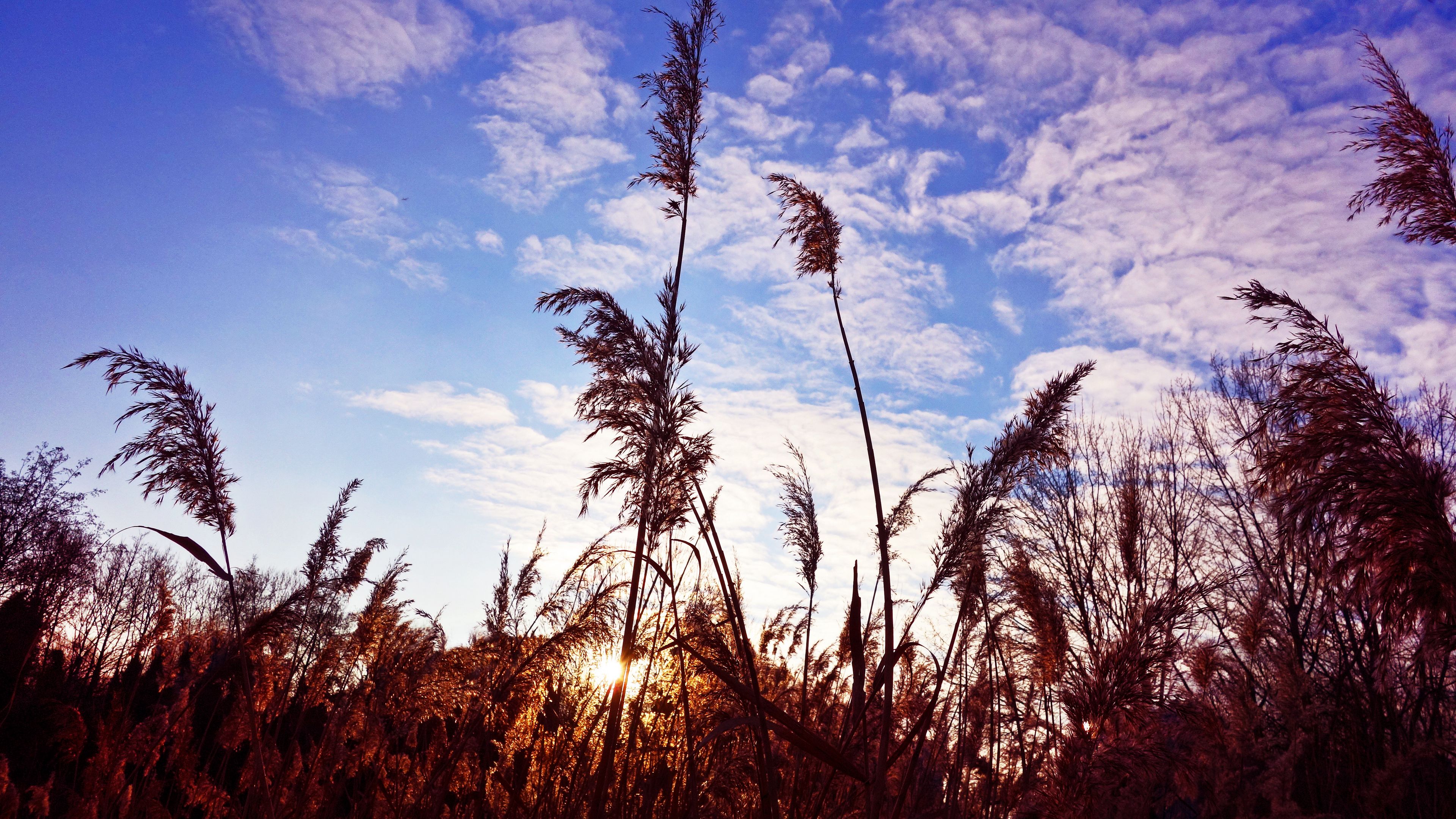 grass, clouds, stems, 4k, HD Wallpaper
