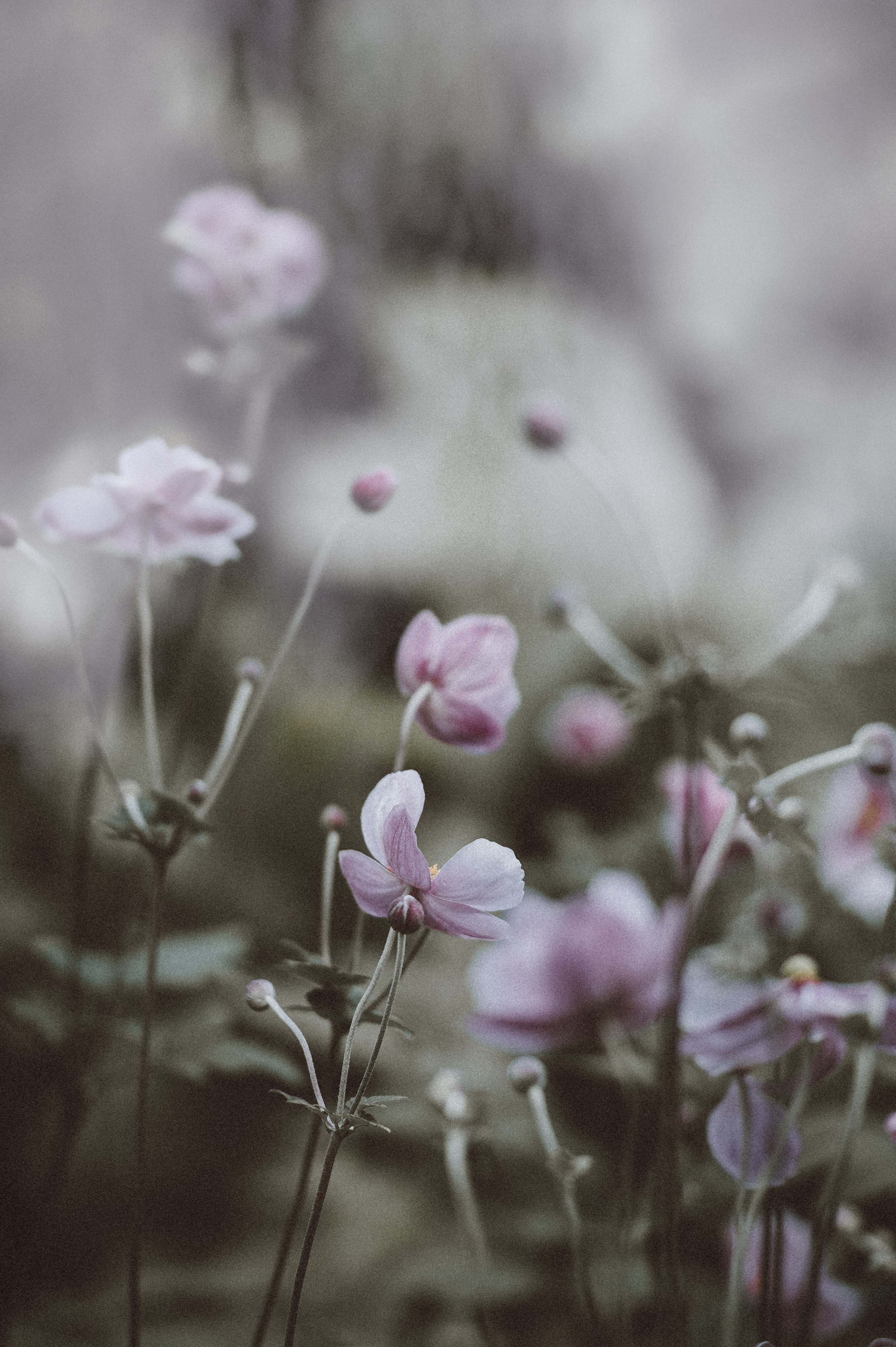 magical anemones 4k, Phone HD Wallpaper