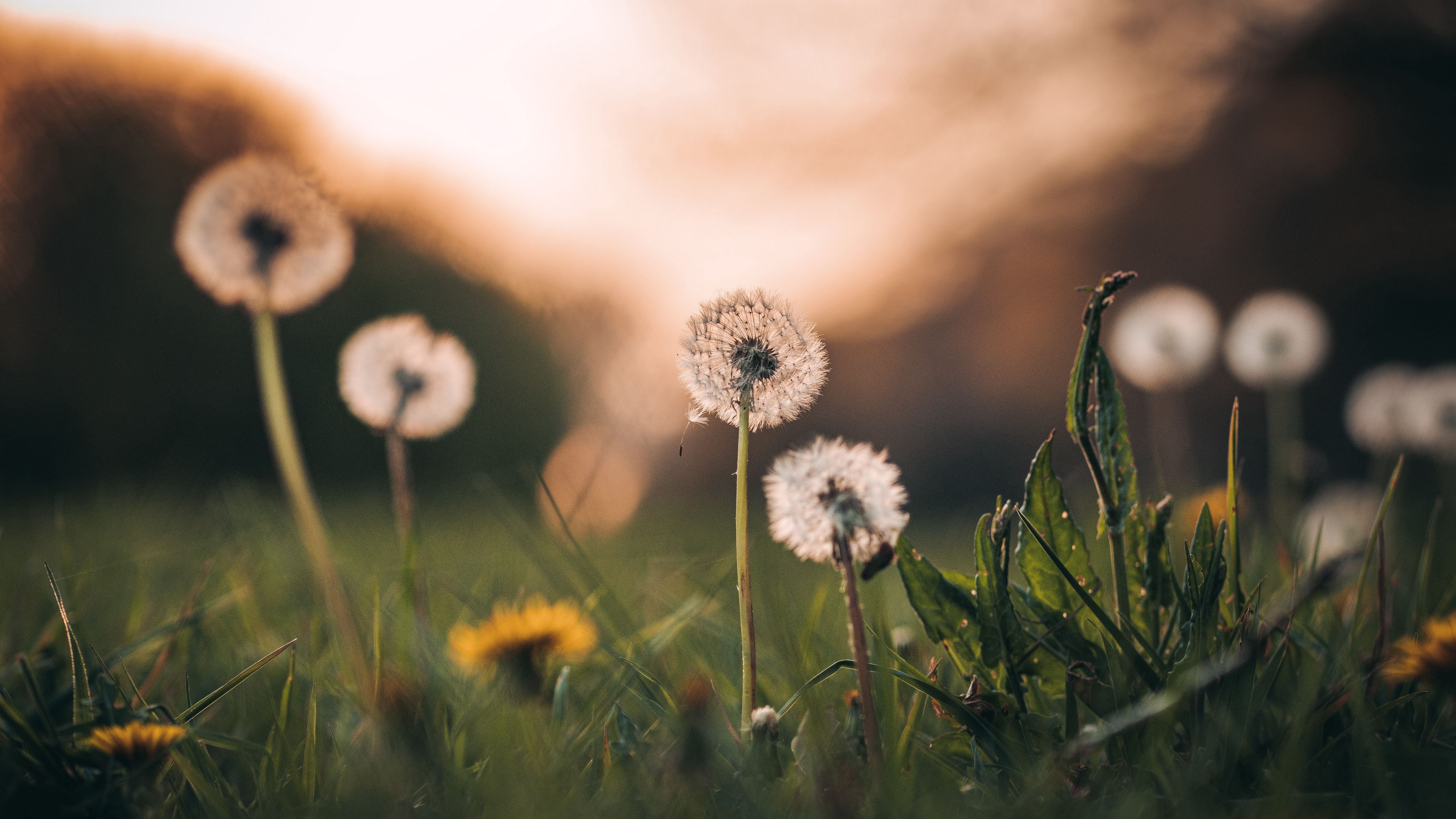 dandelions, grass, macro, 4k, HD Wallpaper