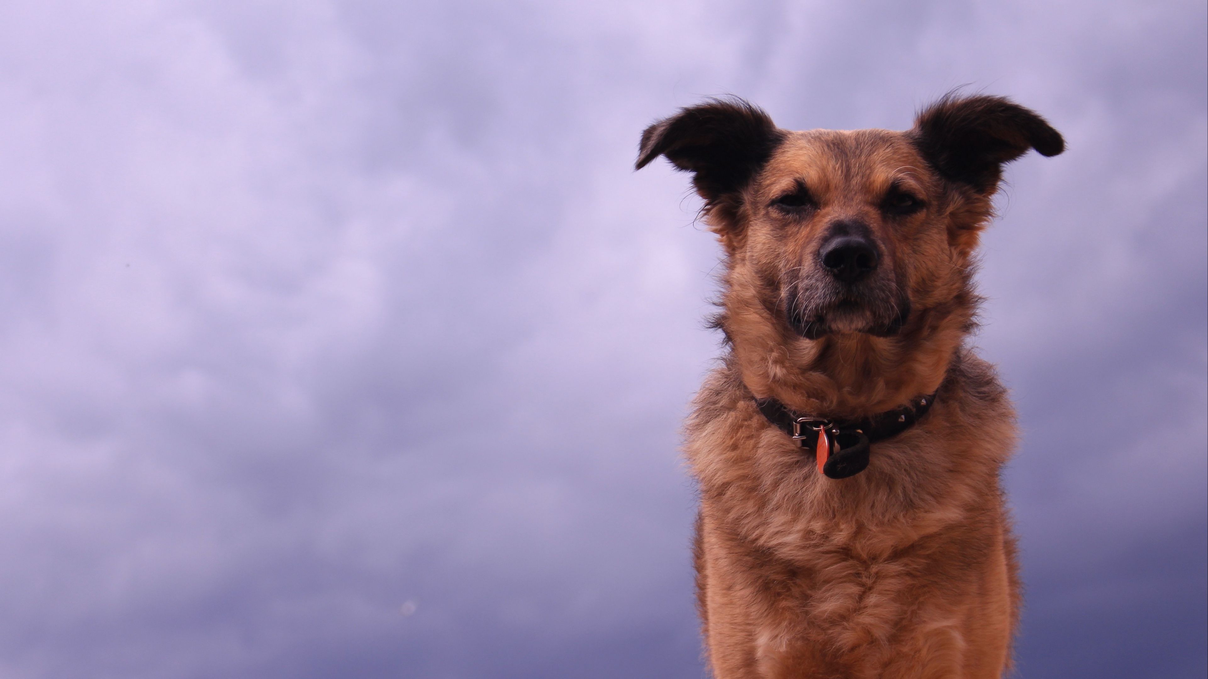 dog, look, ears, 4k, HD Wallpaper