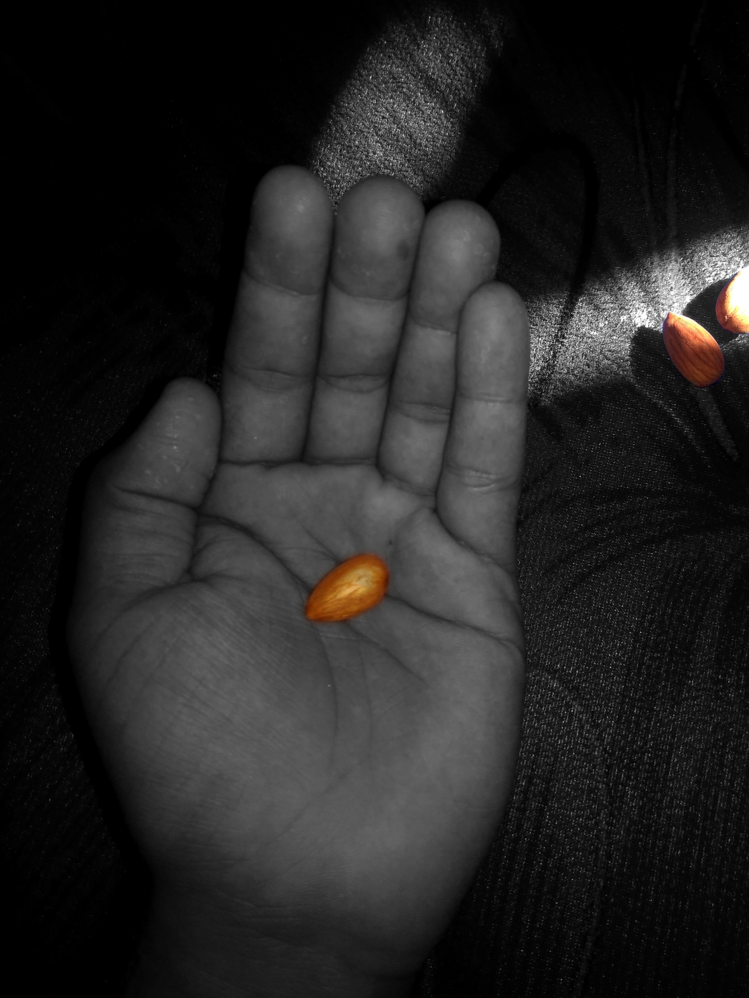 save almond 4k, Phone HD Wallpaper