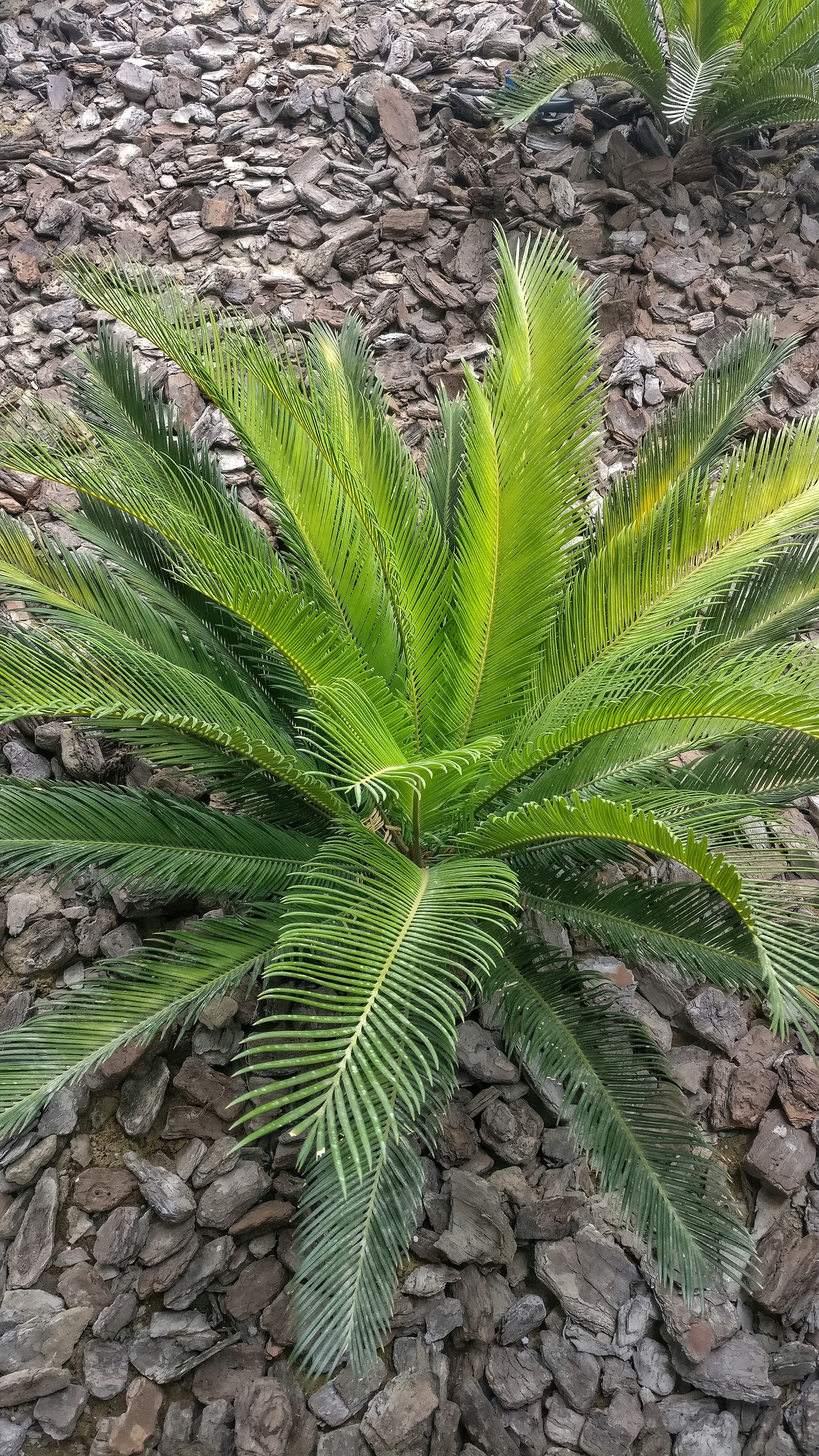 tree plant nature and cactu hd, 4k, Phone HD Wallpaper