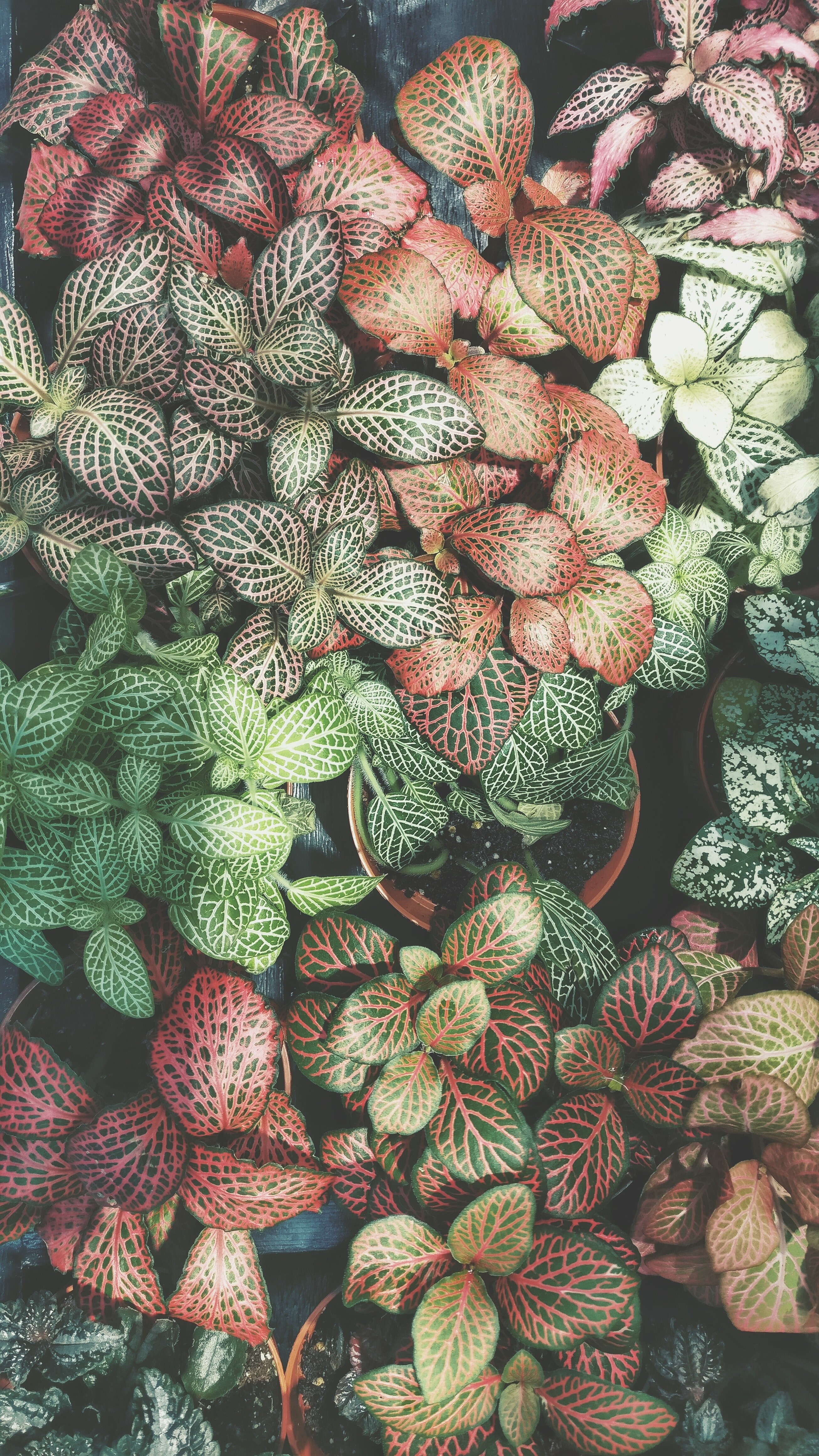leaf plant nature and cactu hd, 4k, Phone HD Wallpaper