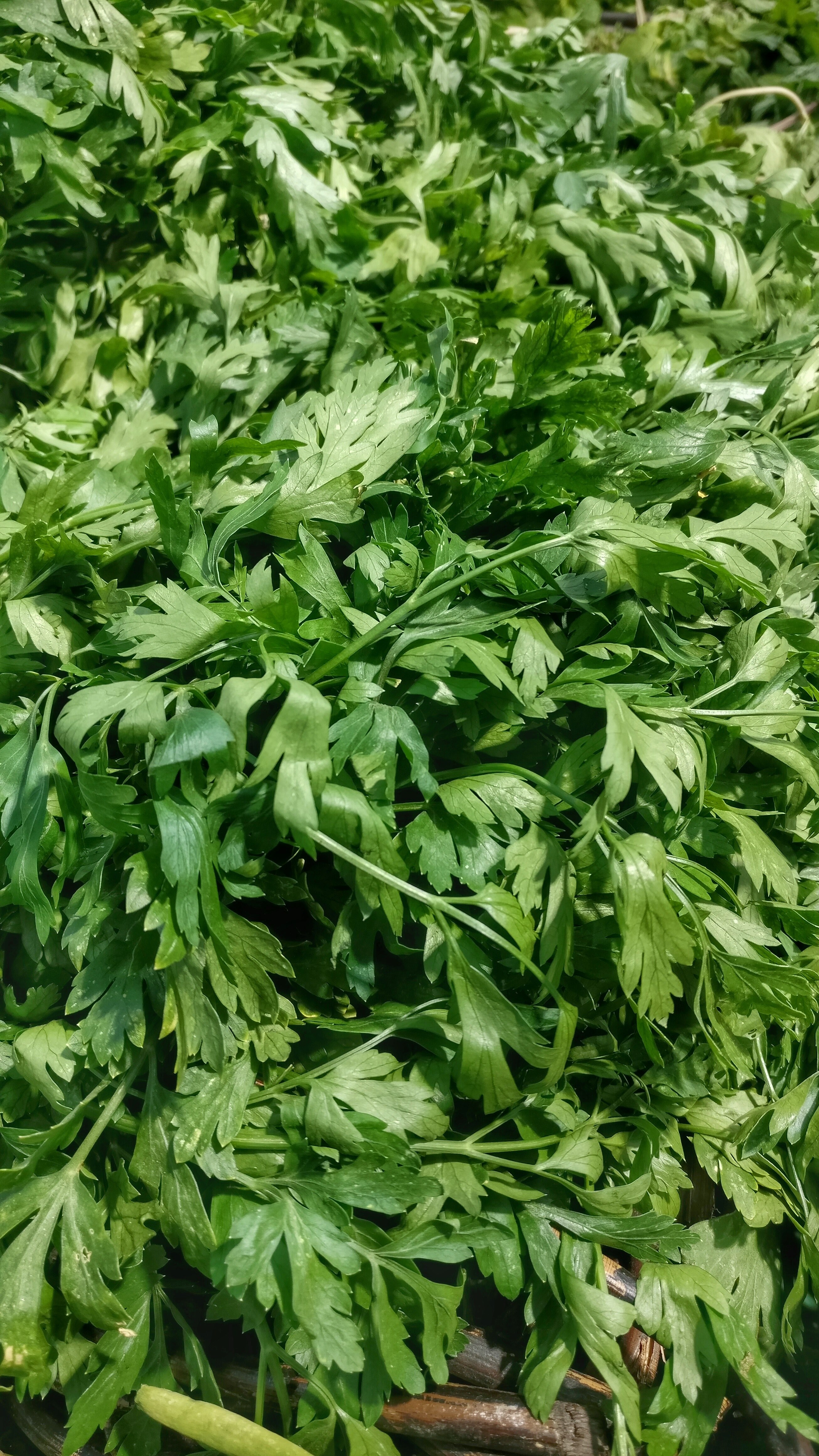 nature coriander leafe and food hd, 4k, Phone HD Wallpaper