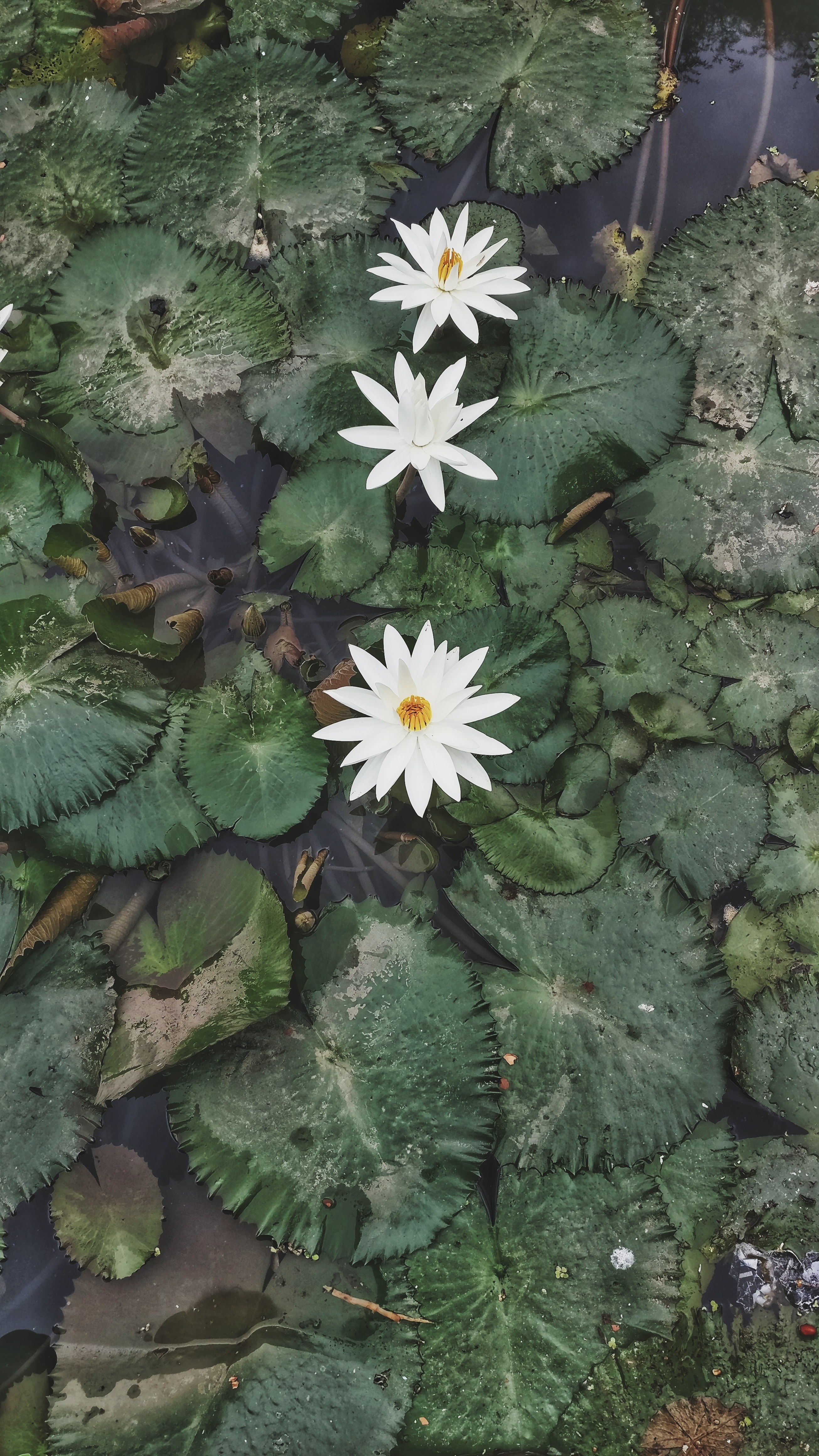petal plant flower and single hd, 4k, Phone HD Wallpaper