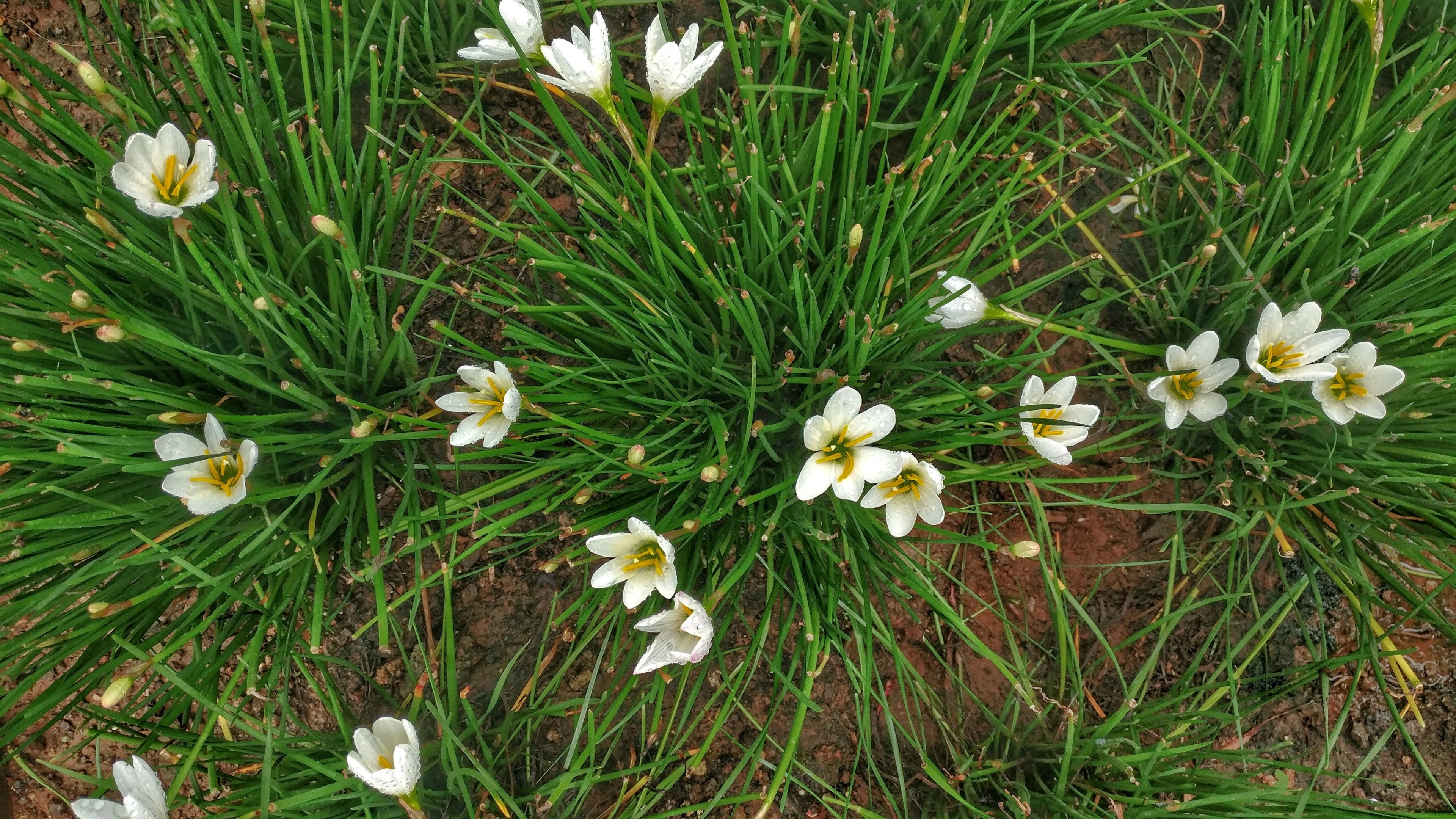 petal plant flower and environment 4k, HD Wallpaper
