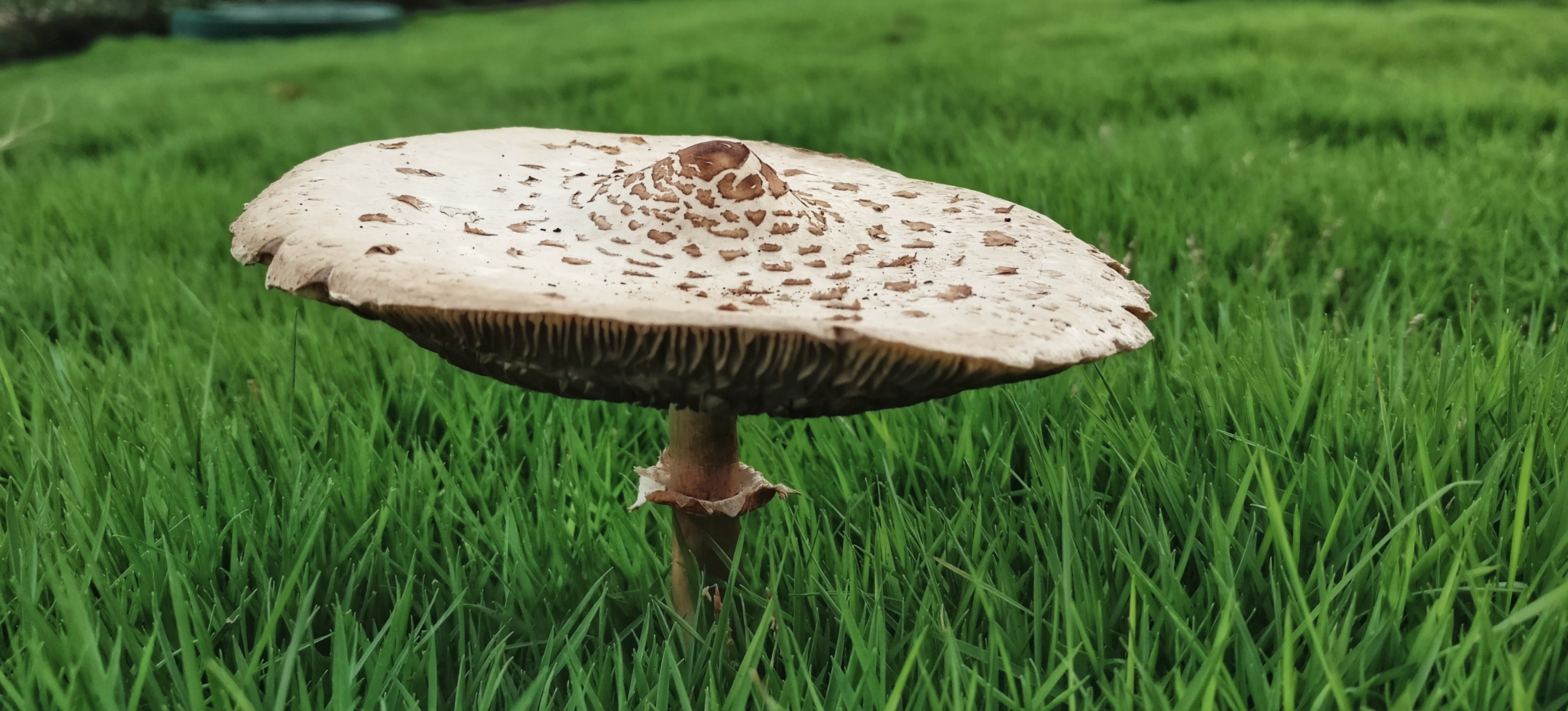 food produce vegetable and mushroom 4k, HD Wallpaper