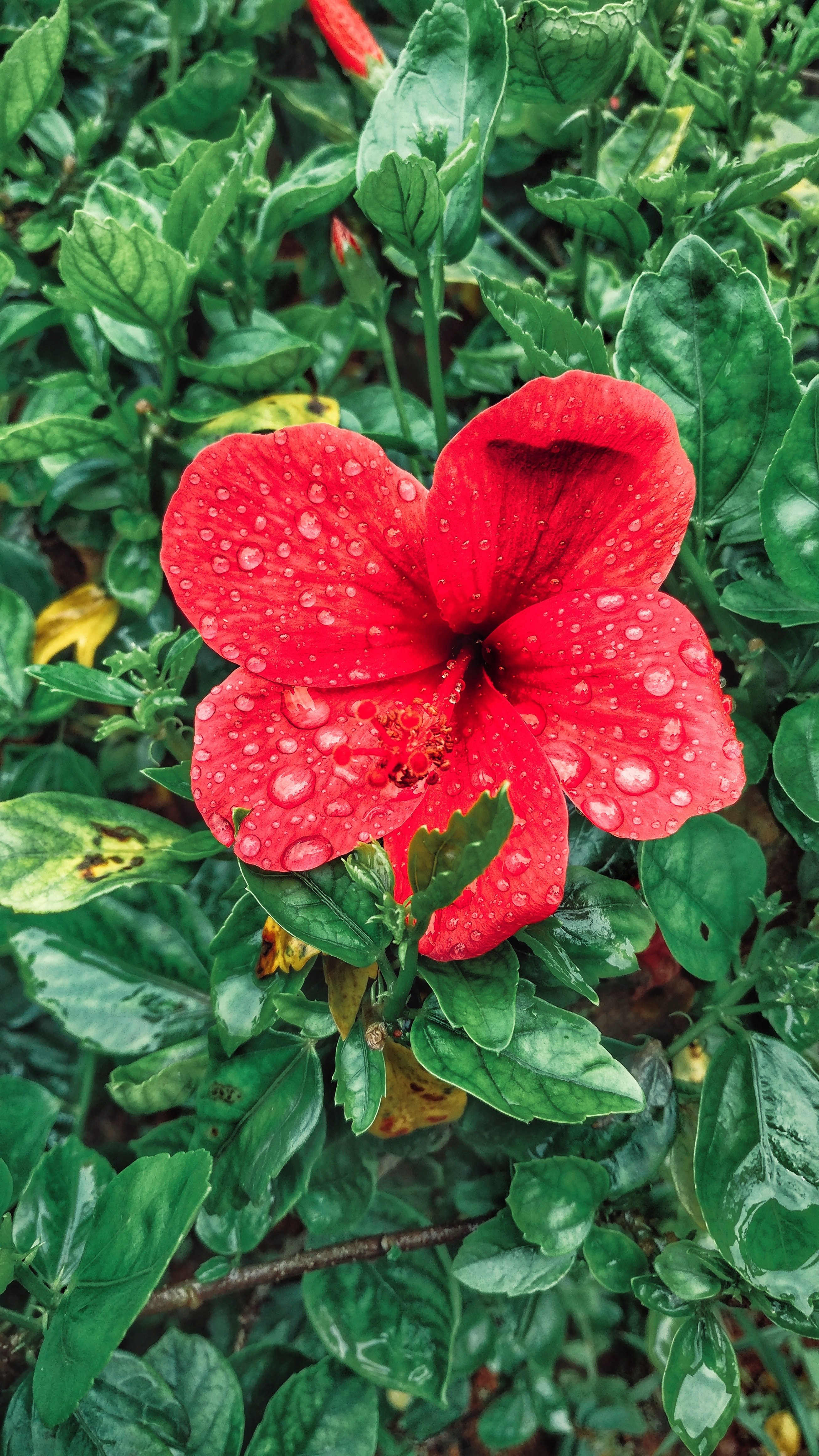 petal plant flower and growth hd, 4k, Phone HD Wallpaper