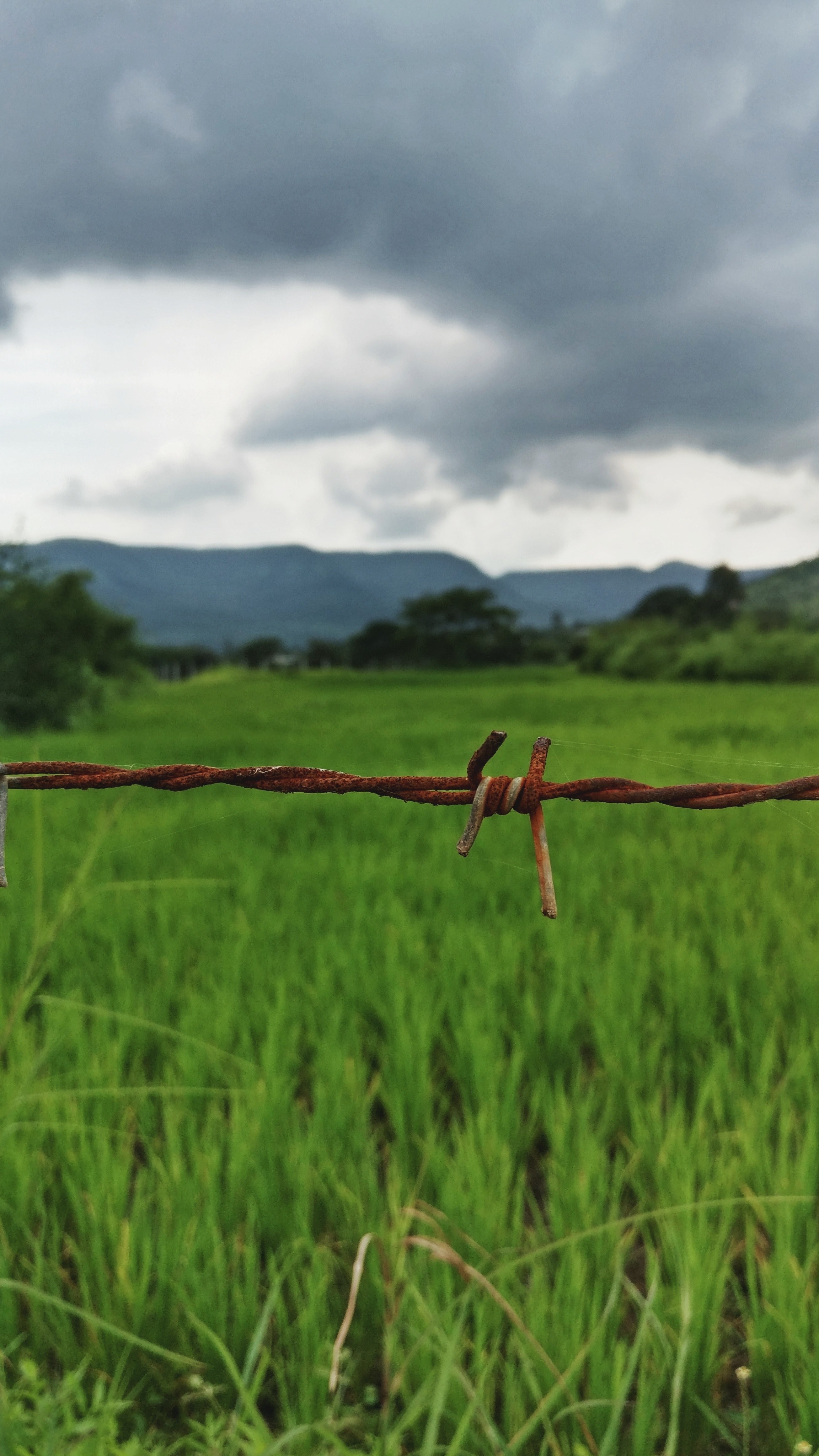 fence wire and nature hd, 4k, Phone HD Wallpaper