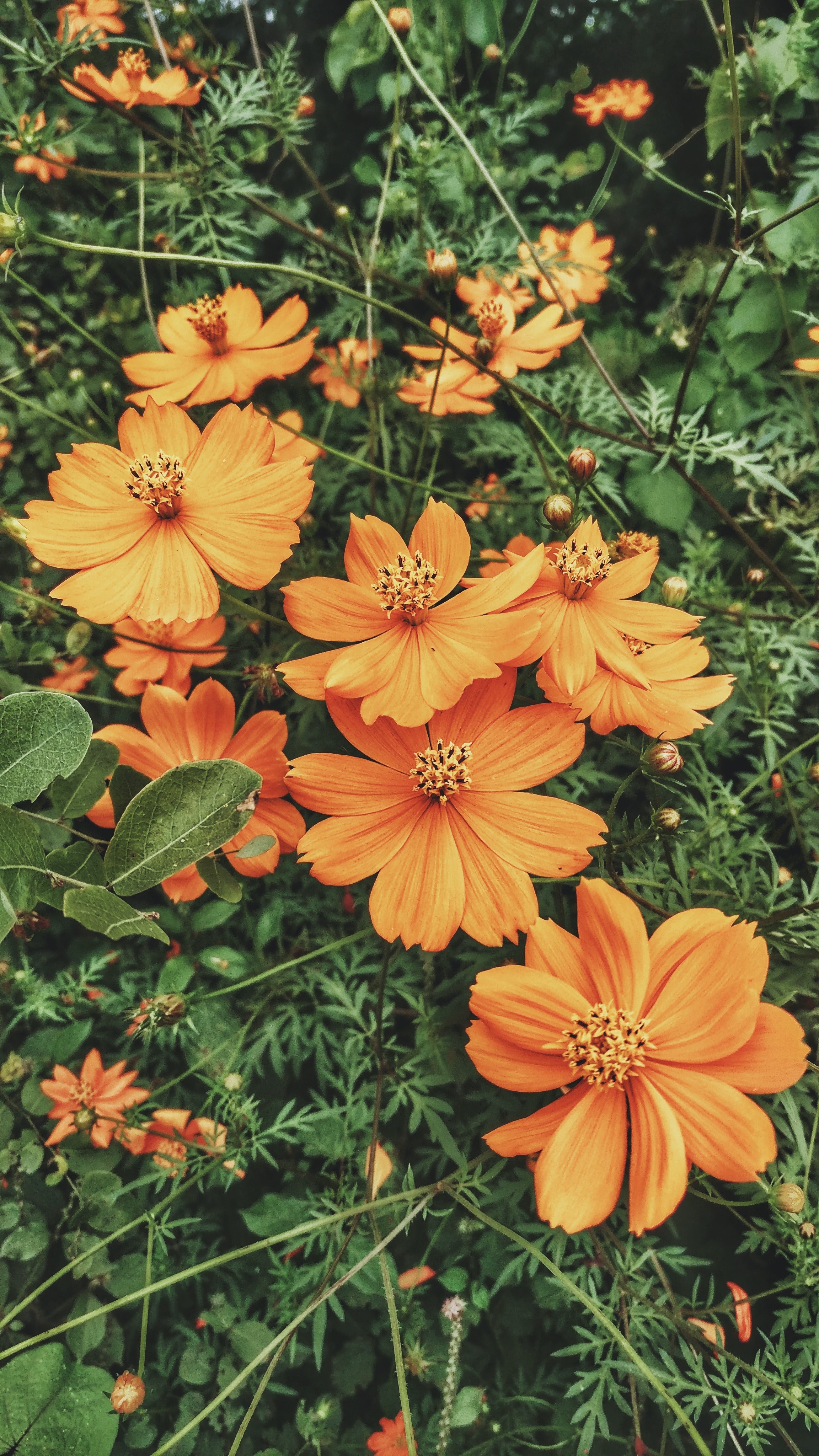 flower orange orange flower and flower head hd, 4k, Phone HD Wallpaper