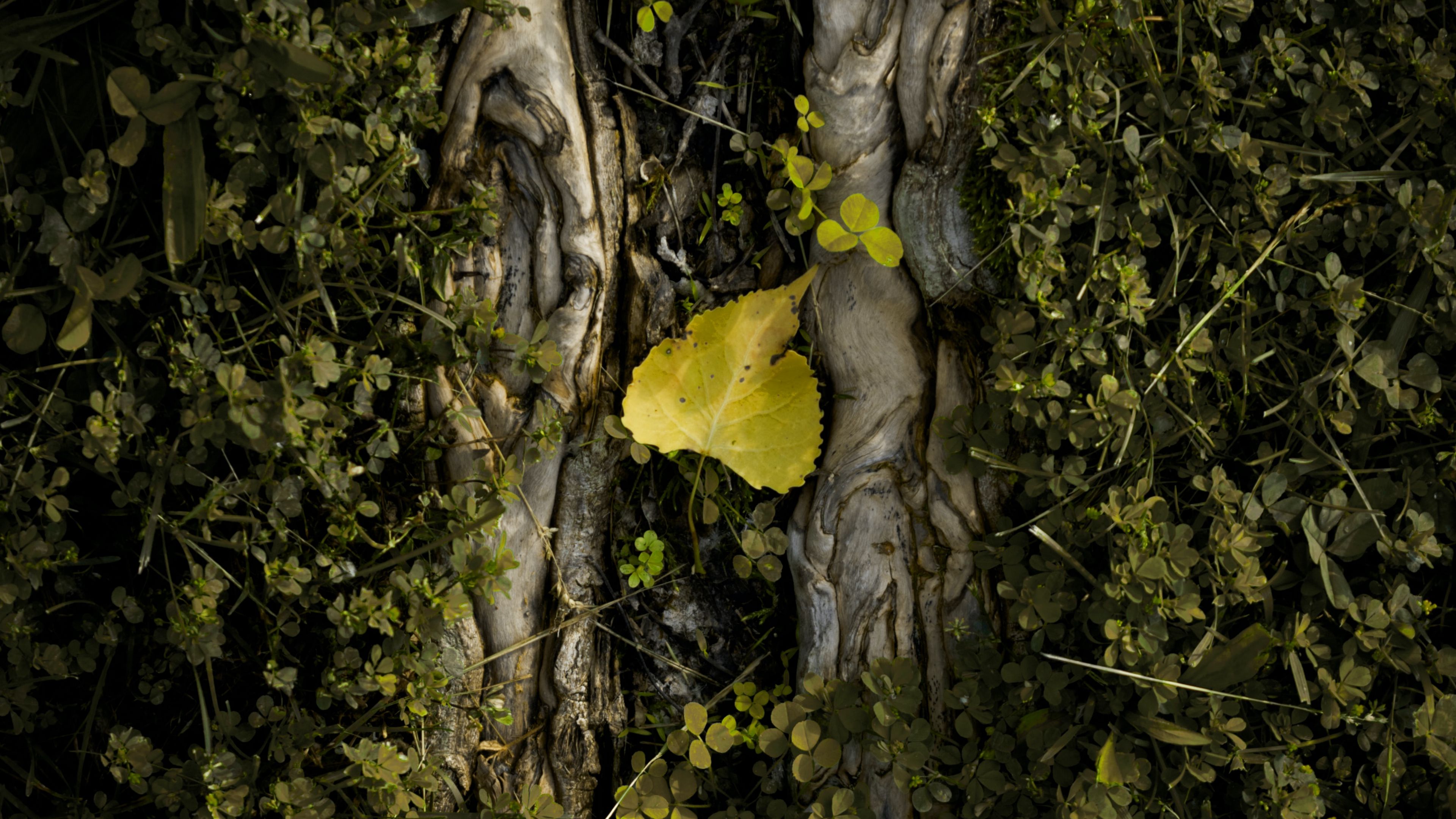 grass, tree, leaf, plants, 4k, HD Wallpaper