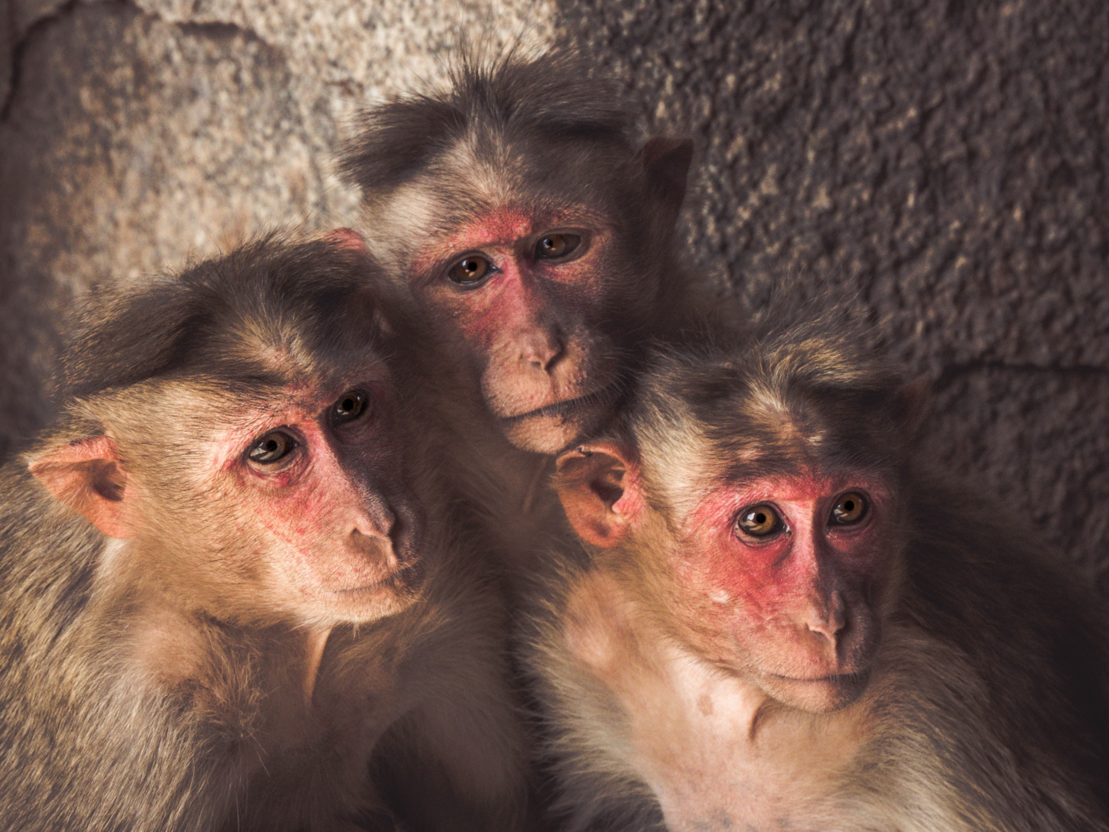 monkeys 4k, HD Wallpaper