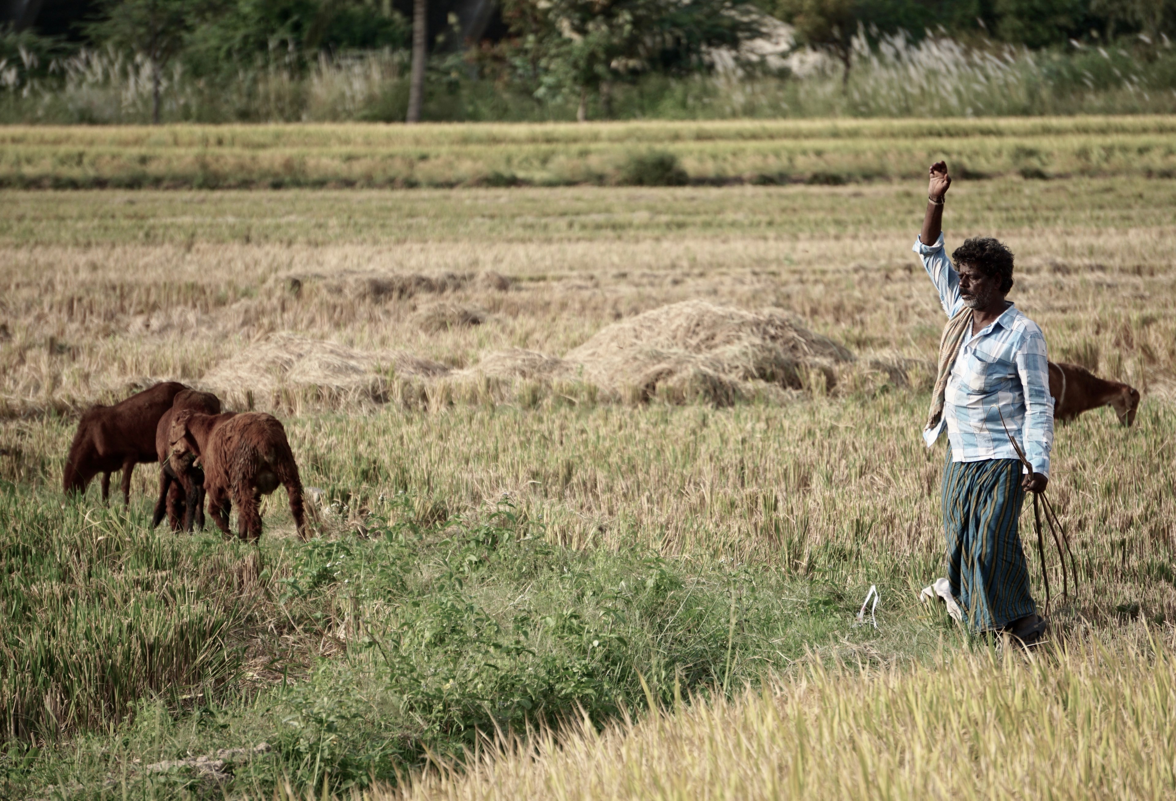 a man in light blue plaid raising his hand beside a wheat field and a group of brown goats, goat shepherd in field 4k, HD Wallpaper