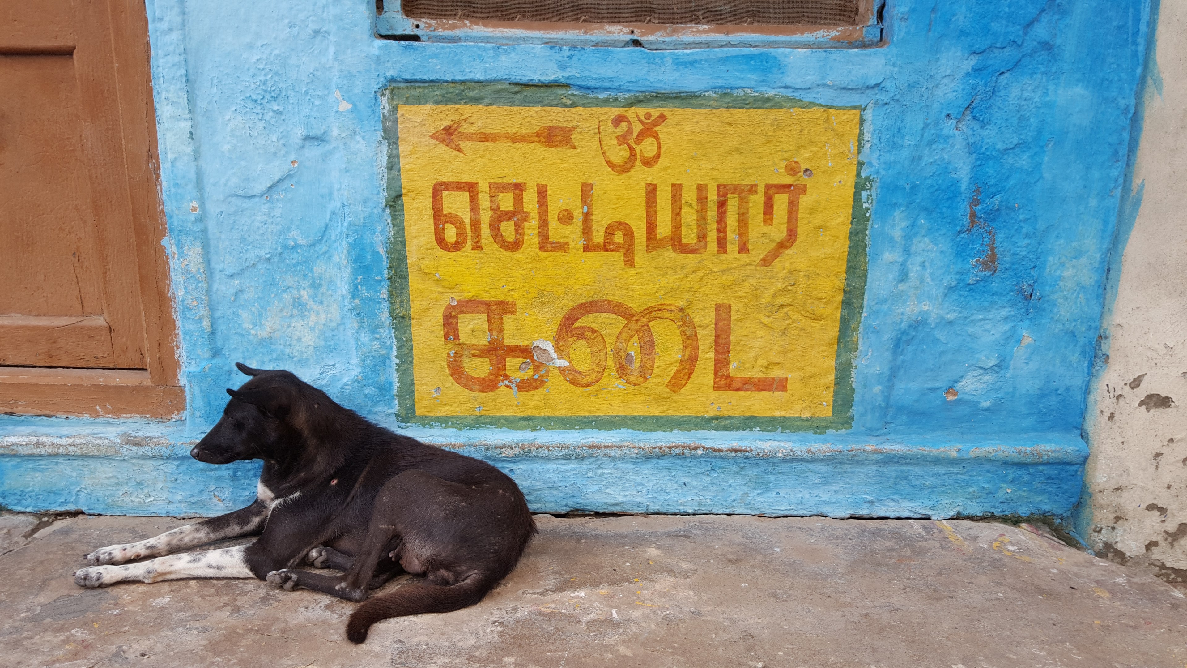 sign and dog in varanasi india 4k, HD Wallpaper