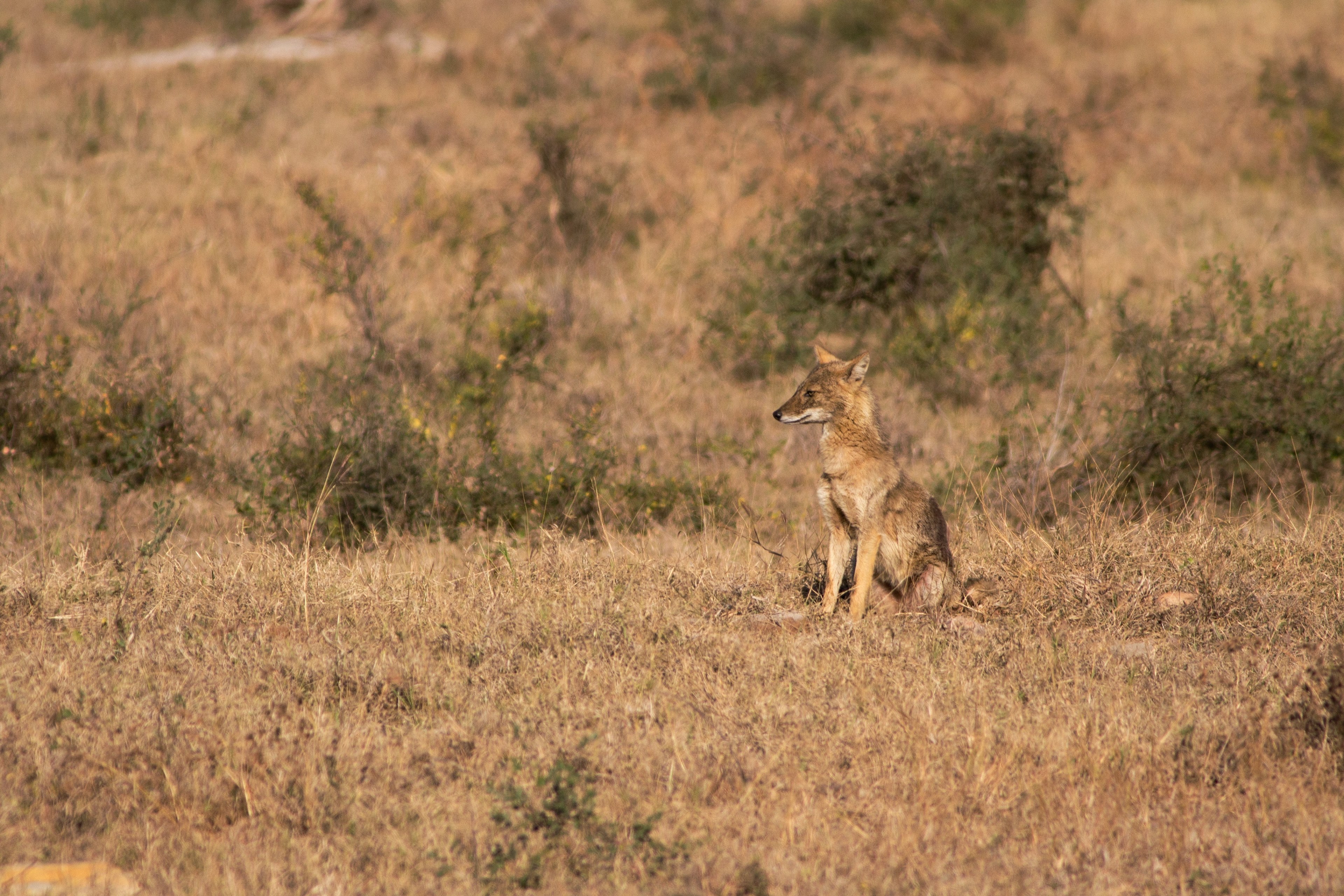 a coyote sitting up by a prairie scenery, and it was all yellow 4k, HD Wallpaper