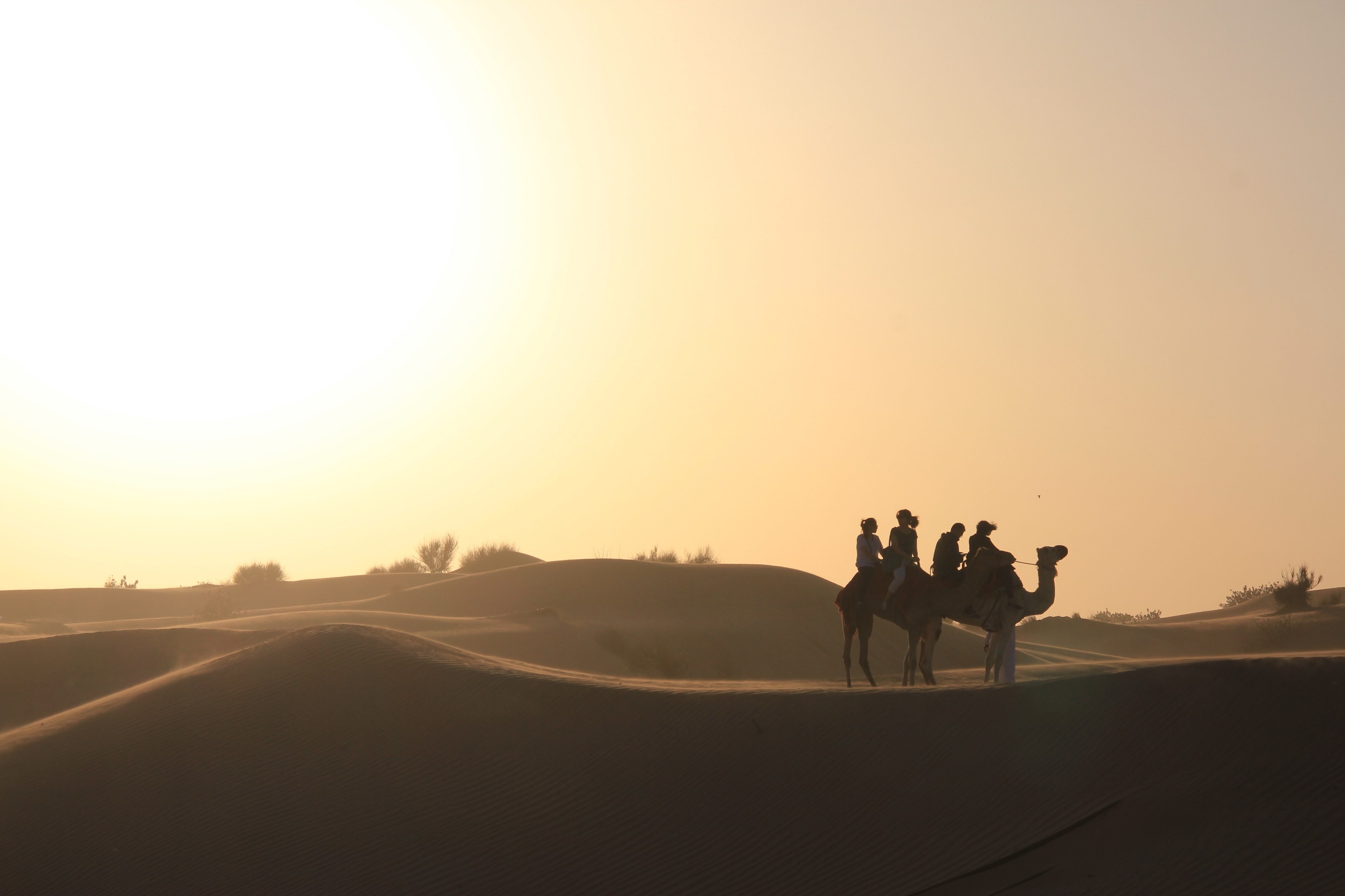 the last camel ride before sunset 4k, HD Wallpaper