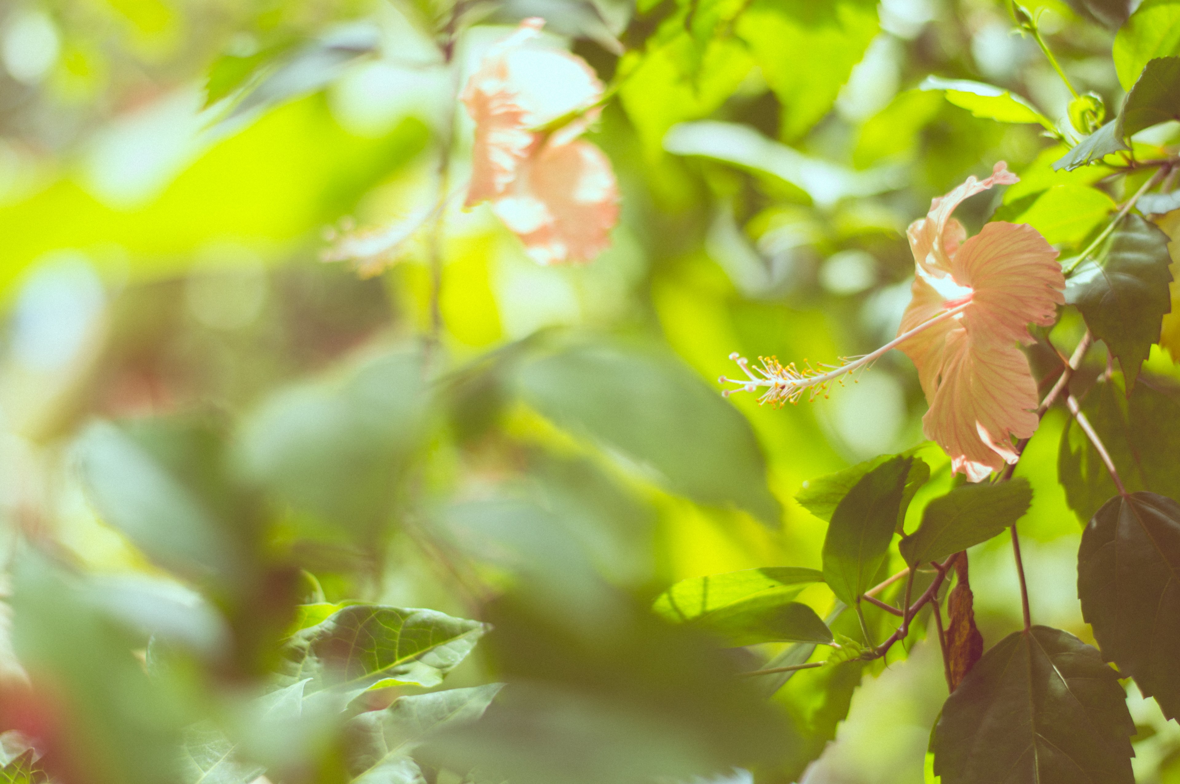 outdoor flower branch and plant 4k, HD Wallpaper