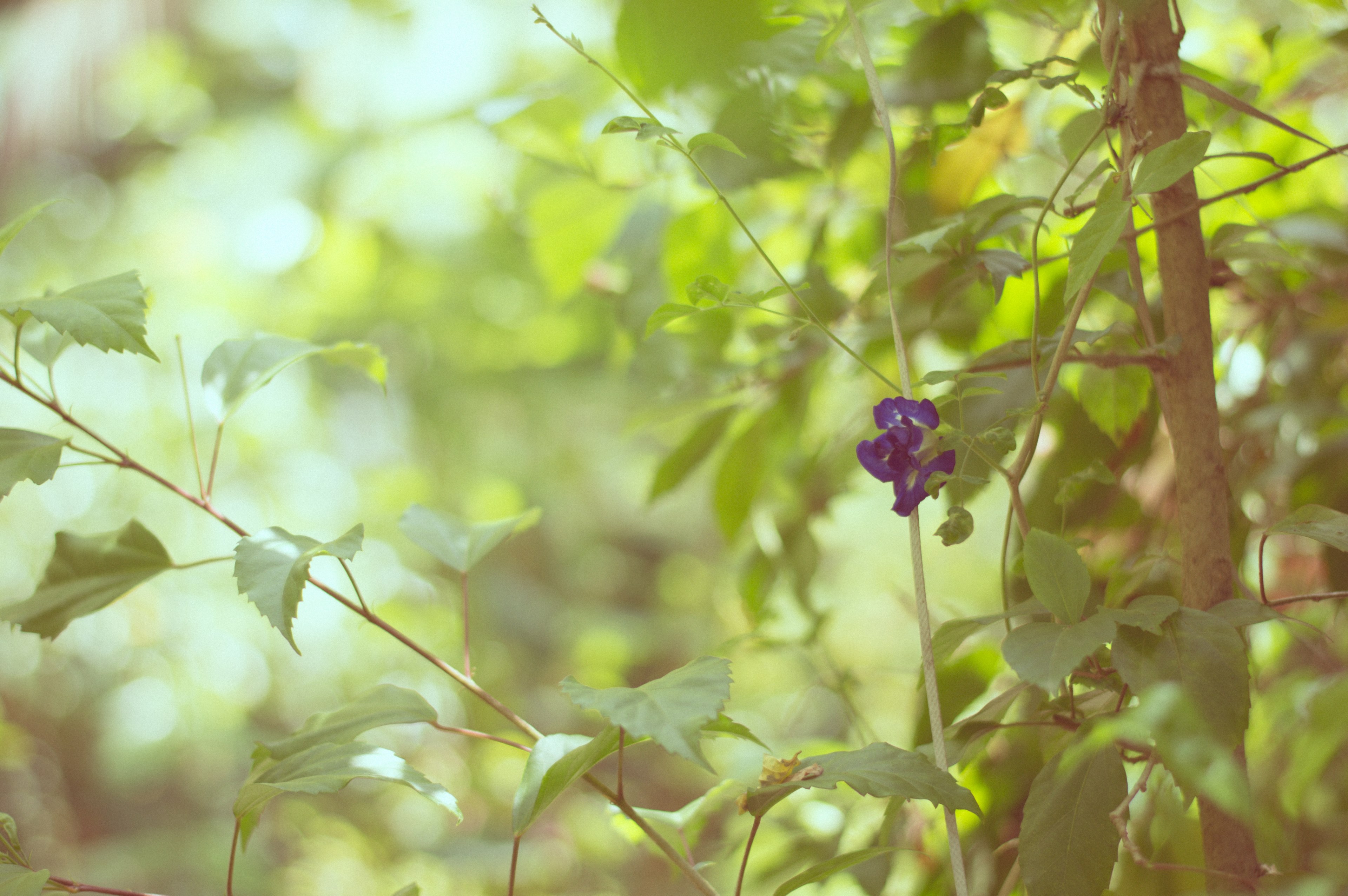 grape yellow diet and grapevine 4k, HD Wallpaper