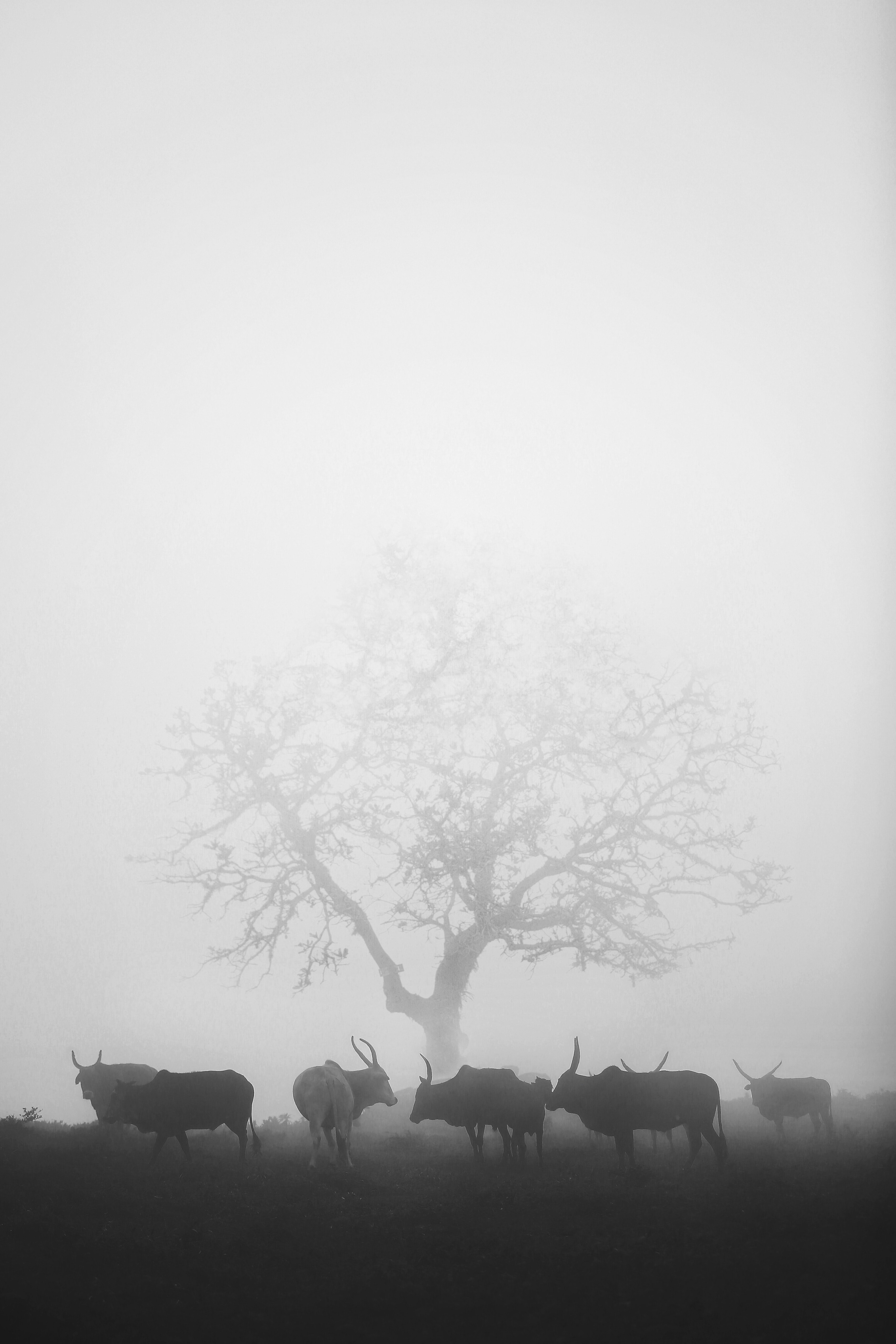 a family that shows together grows together 4k, Phone HD Wallpaper