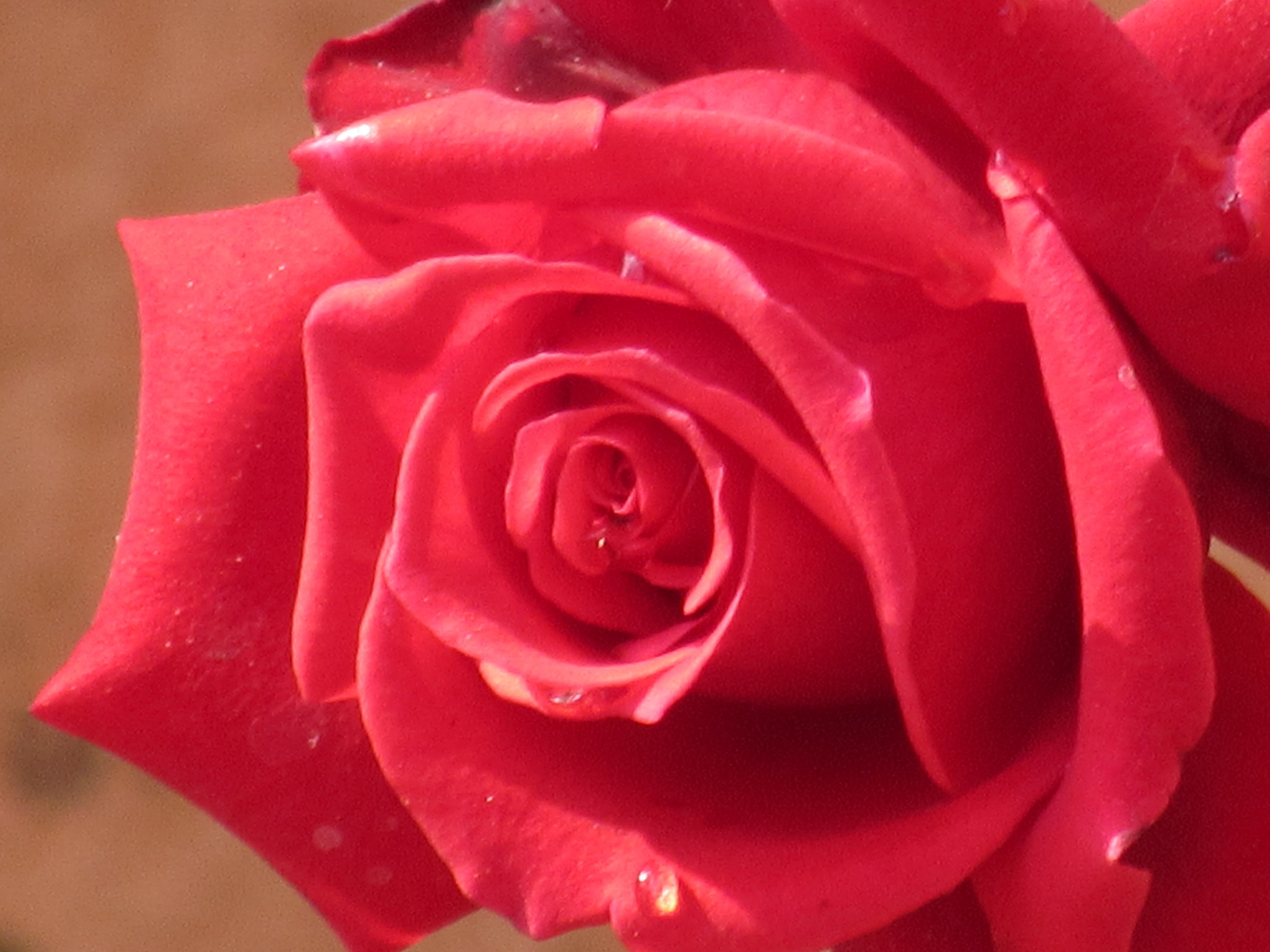 rose rose flower and flower 4k, HD Wallpaper