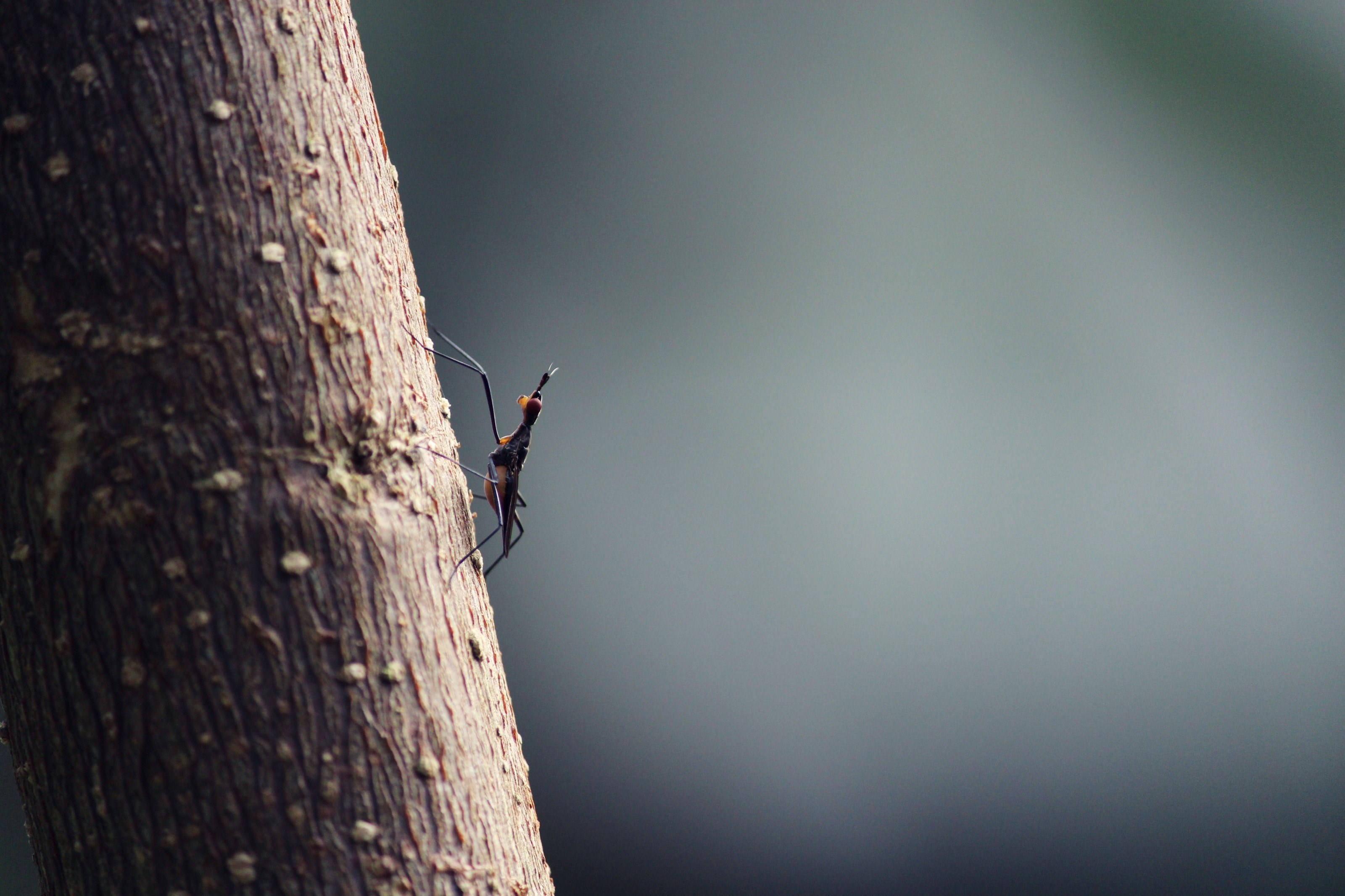 zoom vintage wild and forest 4k, HD Wallpaper