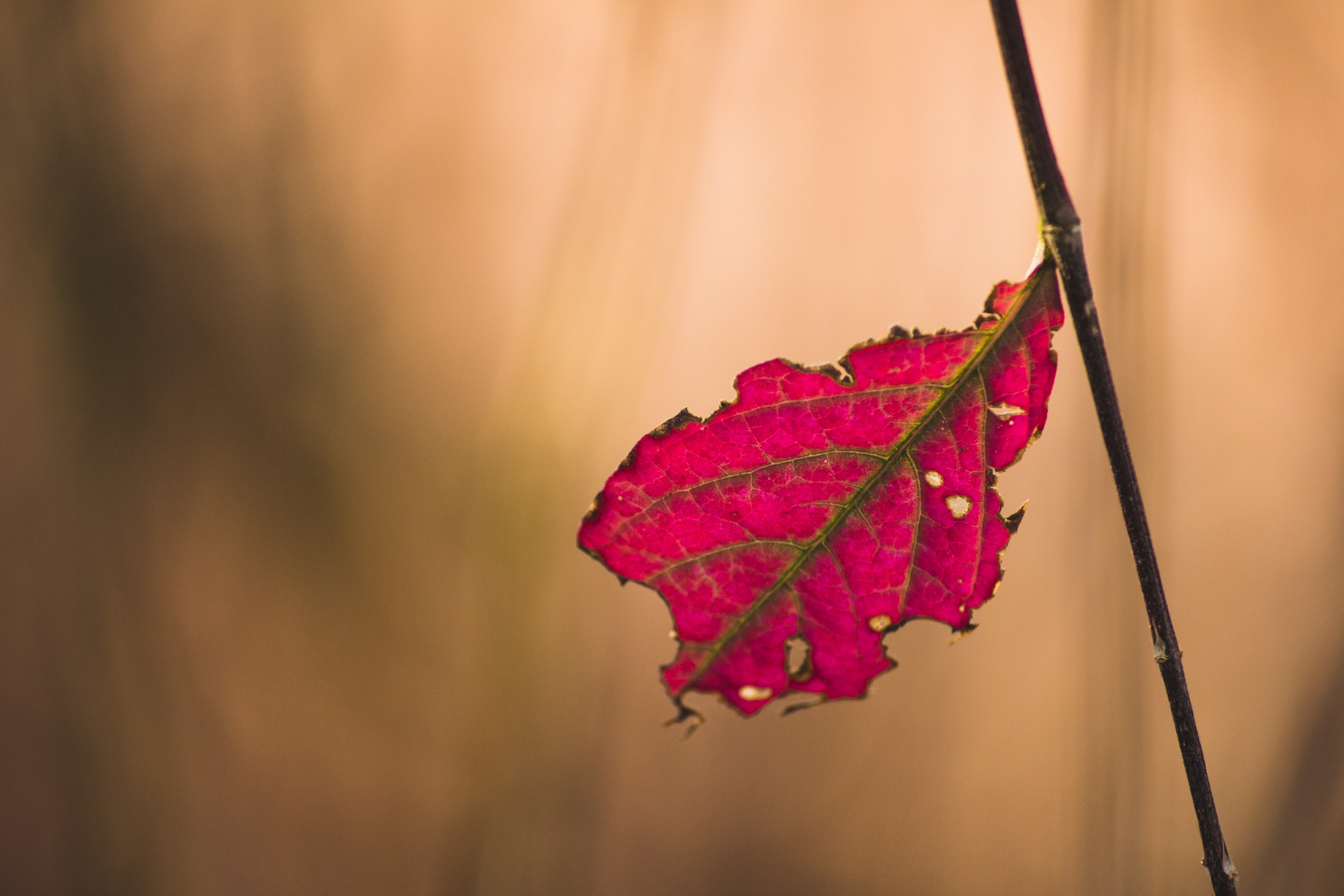 petal flower relaxation and care 4k, HD Wallpaper