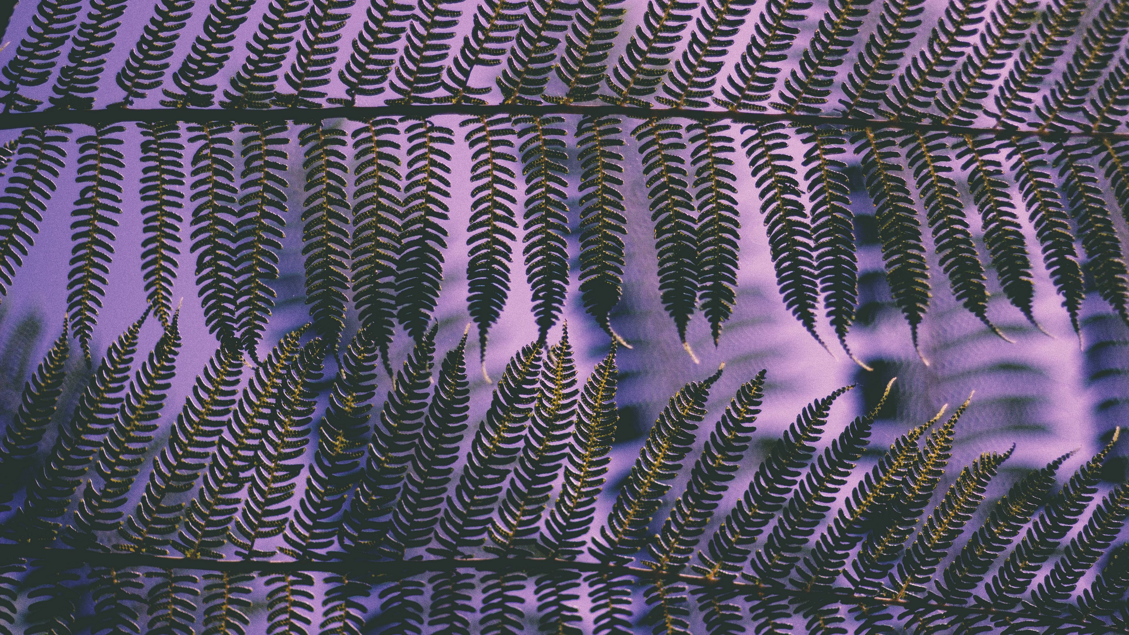 plant, leaves, carved, 4k, HD Wallpaper