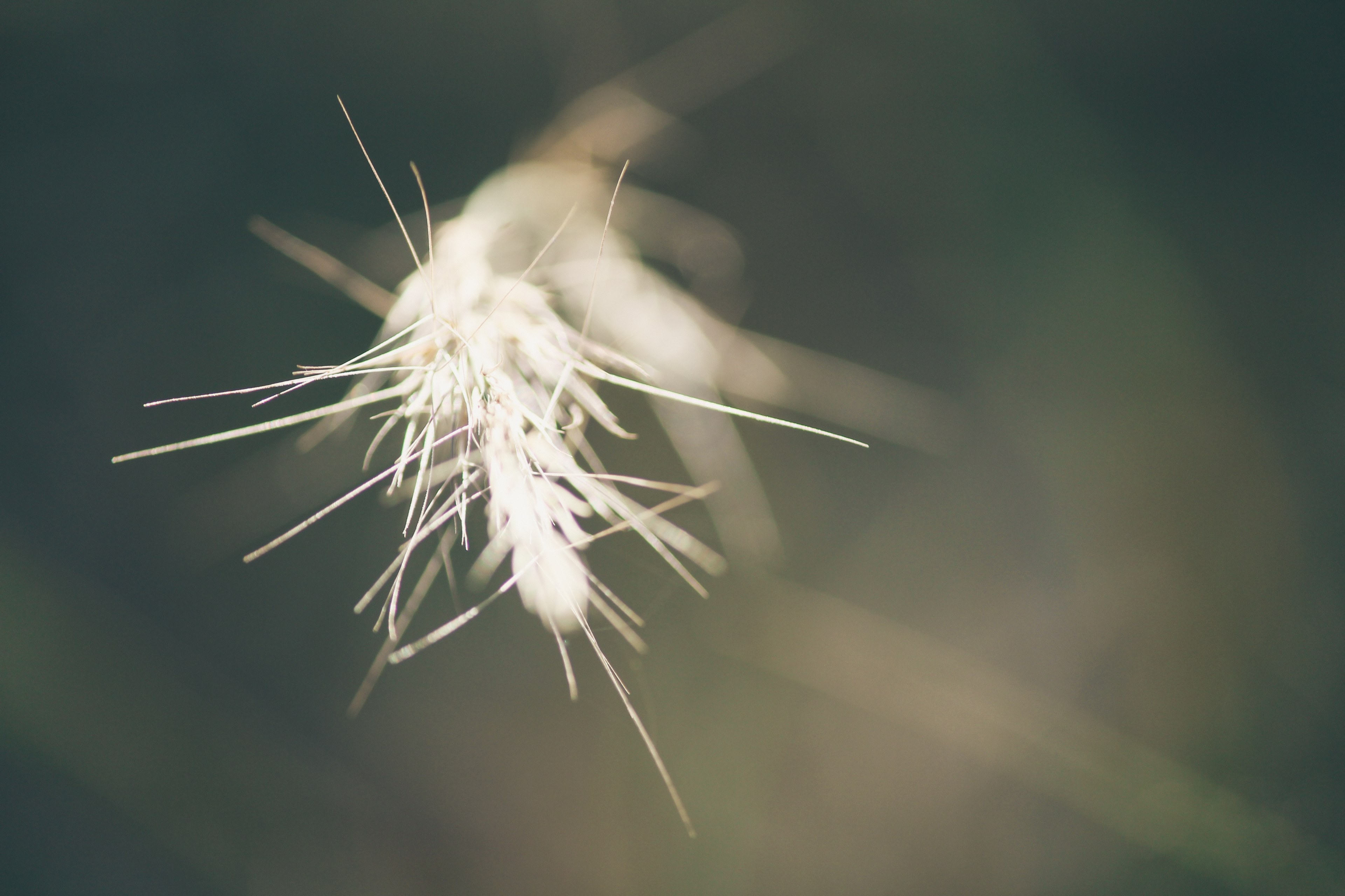 flower black leafe and vegetation 4k, HD Wallpaper