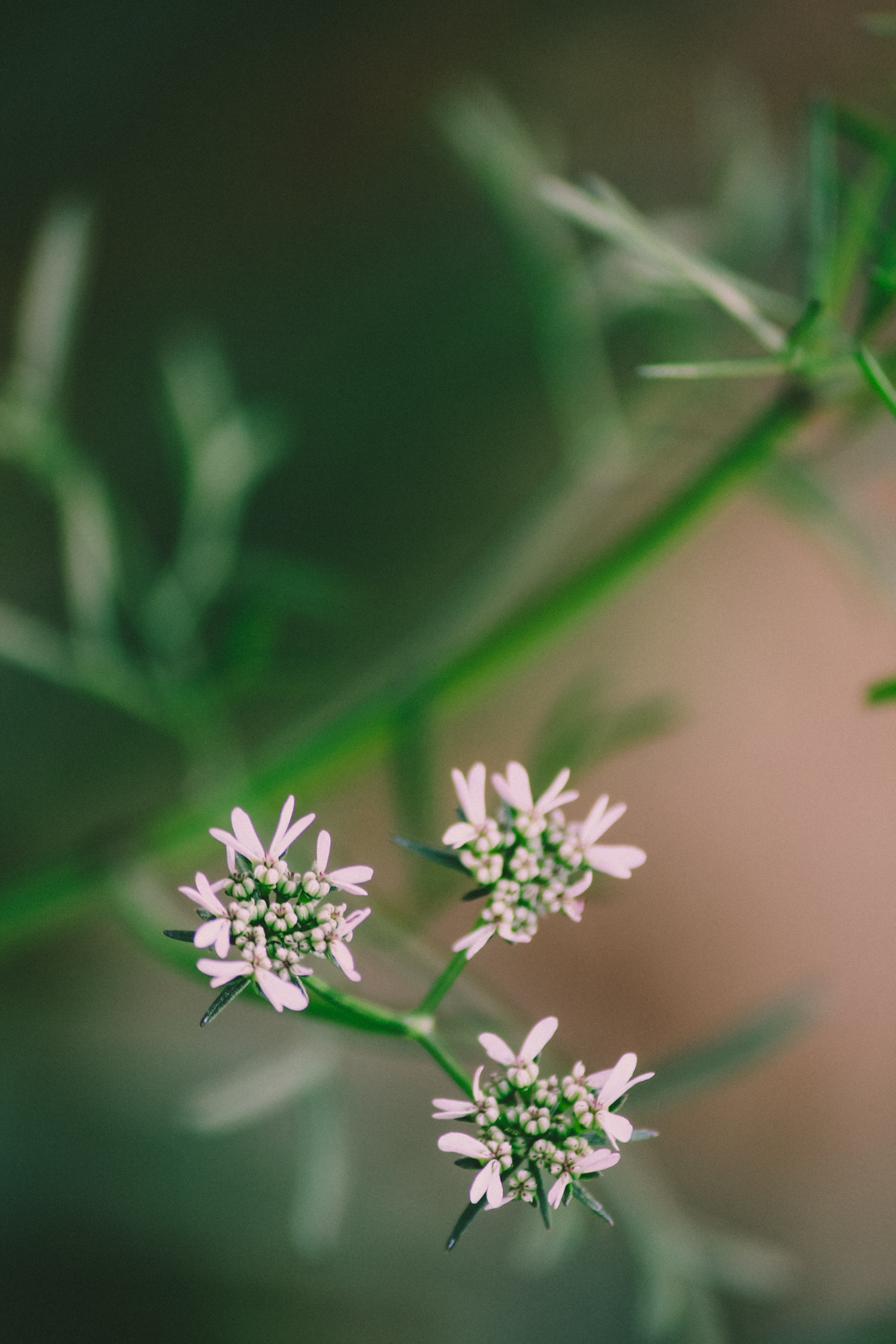 flower plant twig and vegetable hd, 4k, Phone HD Wallpaper