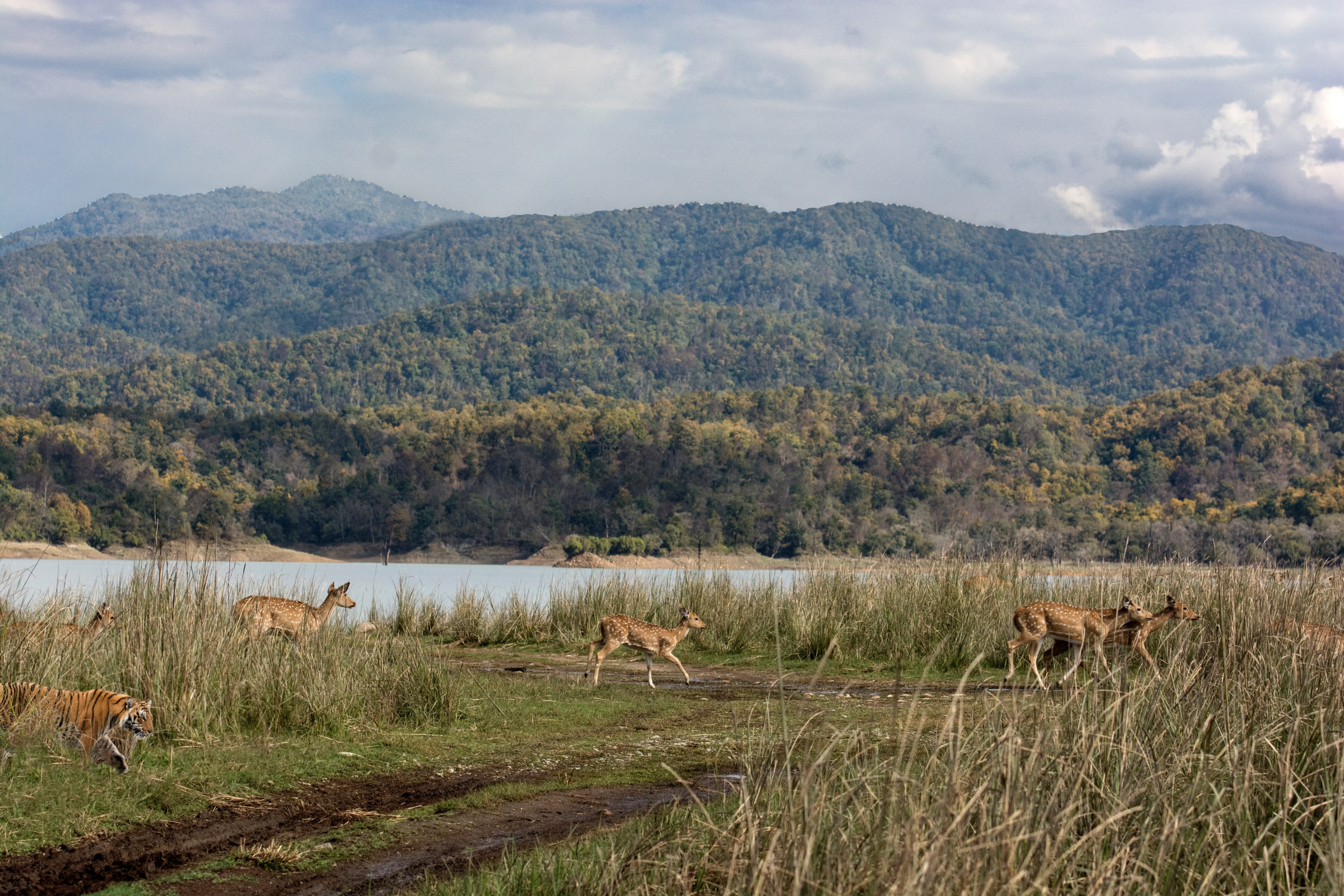 a herd of deers running away from a tiger in jim corbett national park, deers fleeing a tiger 4k, HD Wallpaper