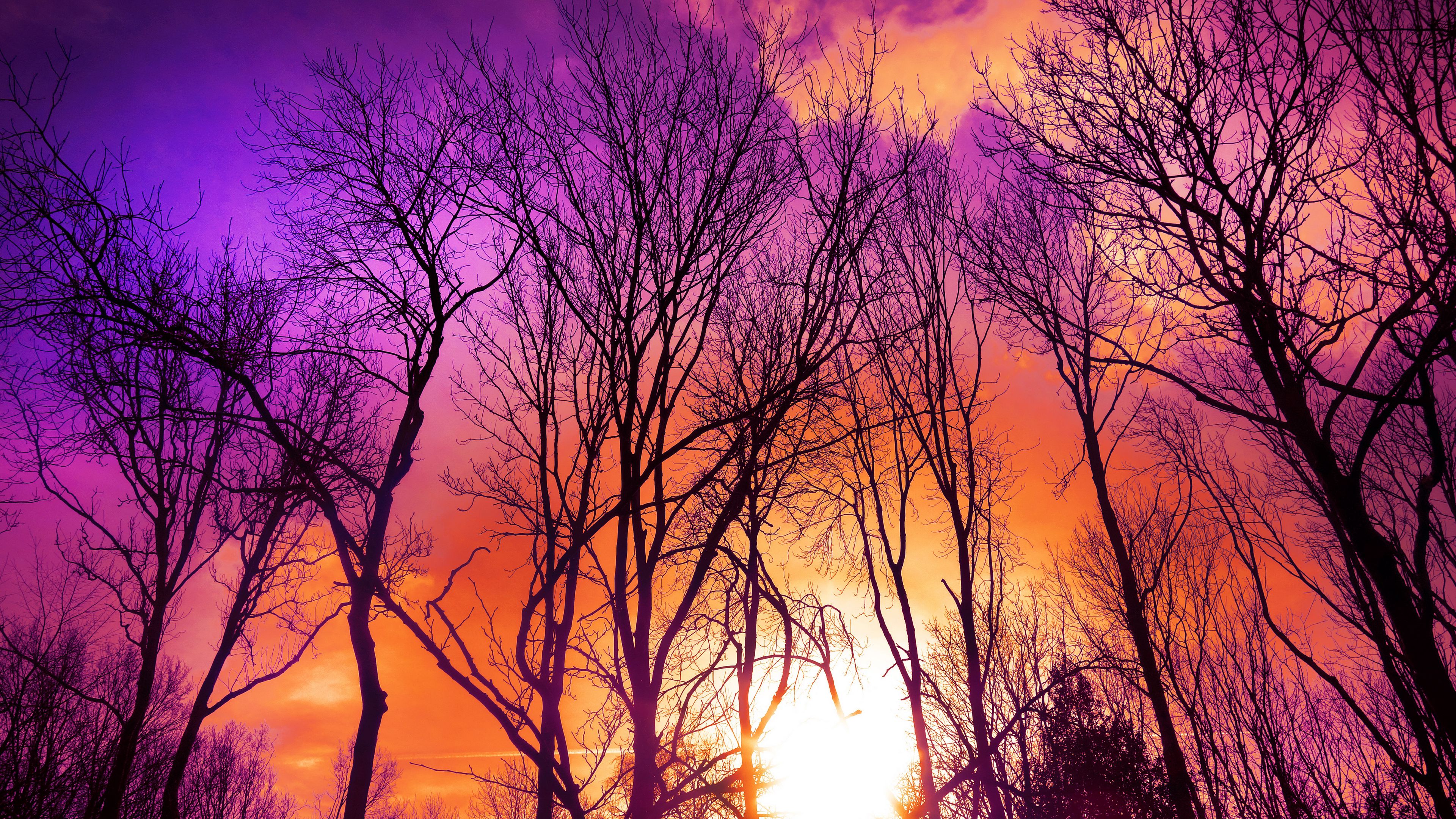 trees, sunset, autumn, 4k, HD Wallpaper
