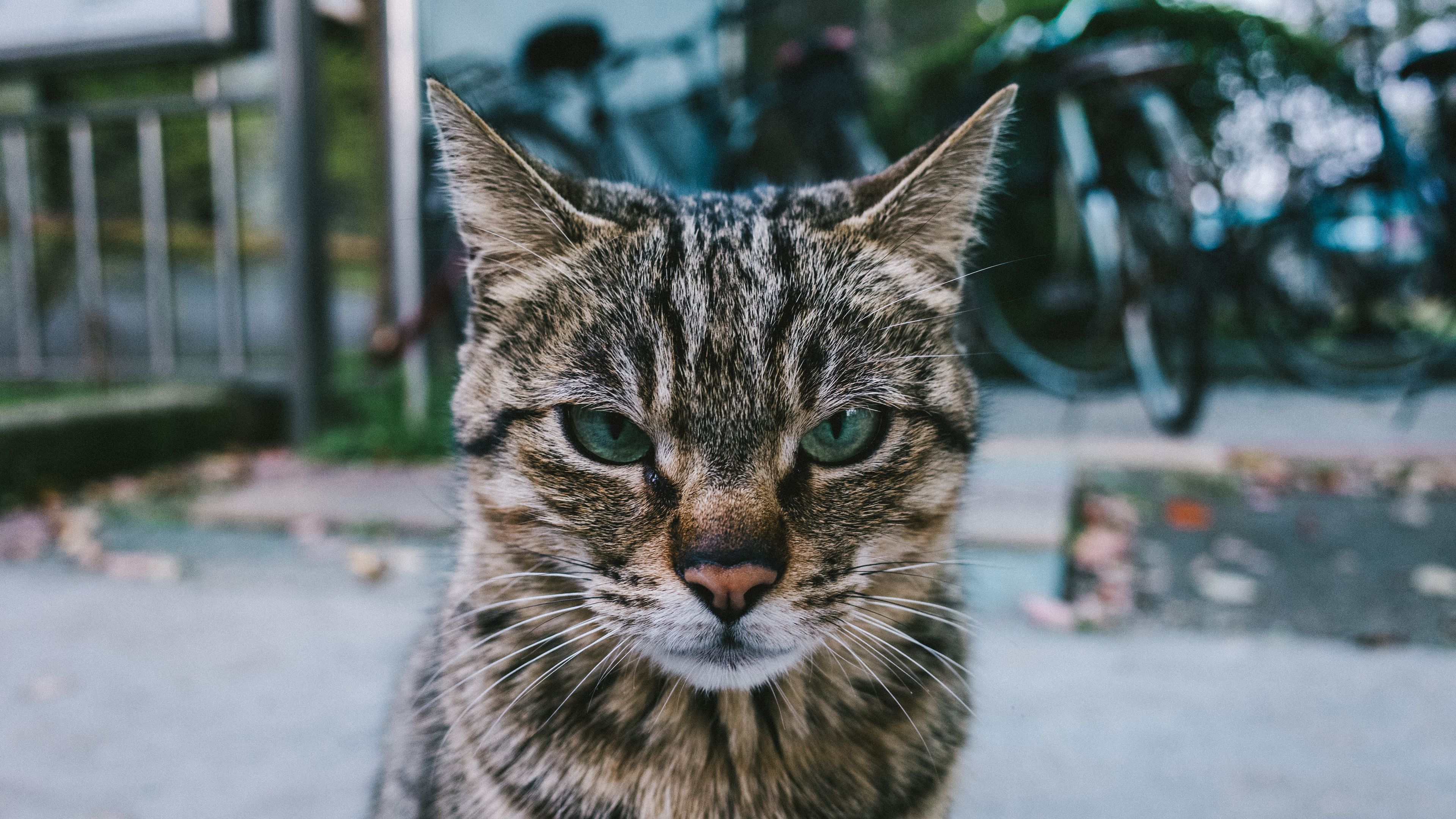 cat, muzzle, look, severe, 4k, HD Wallpaper