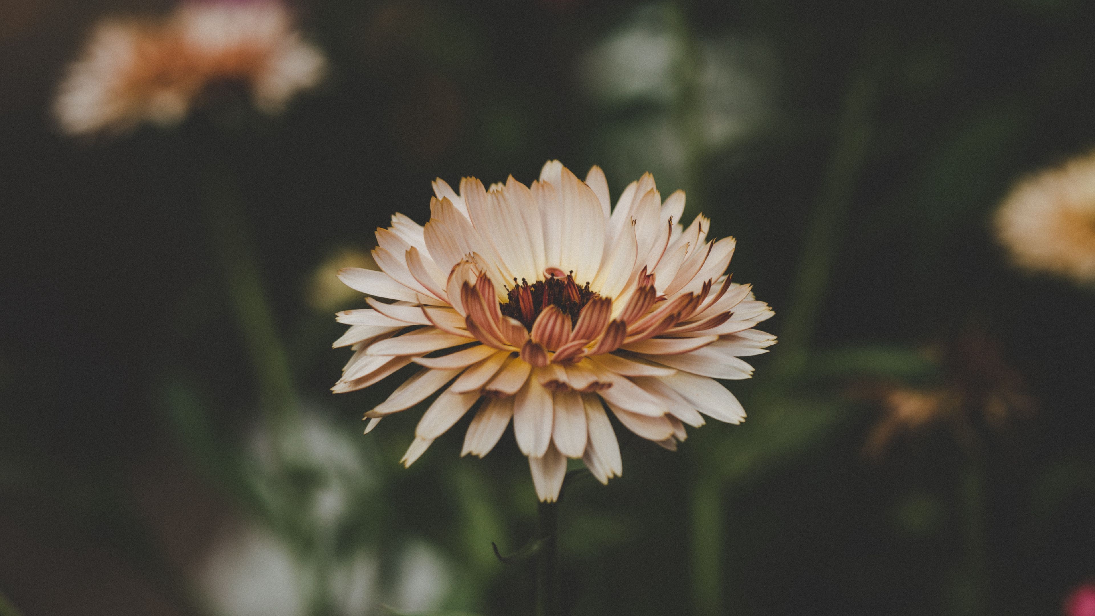 flower, petals, bud, blur, 4k, HD Wallpaper