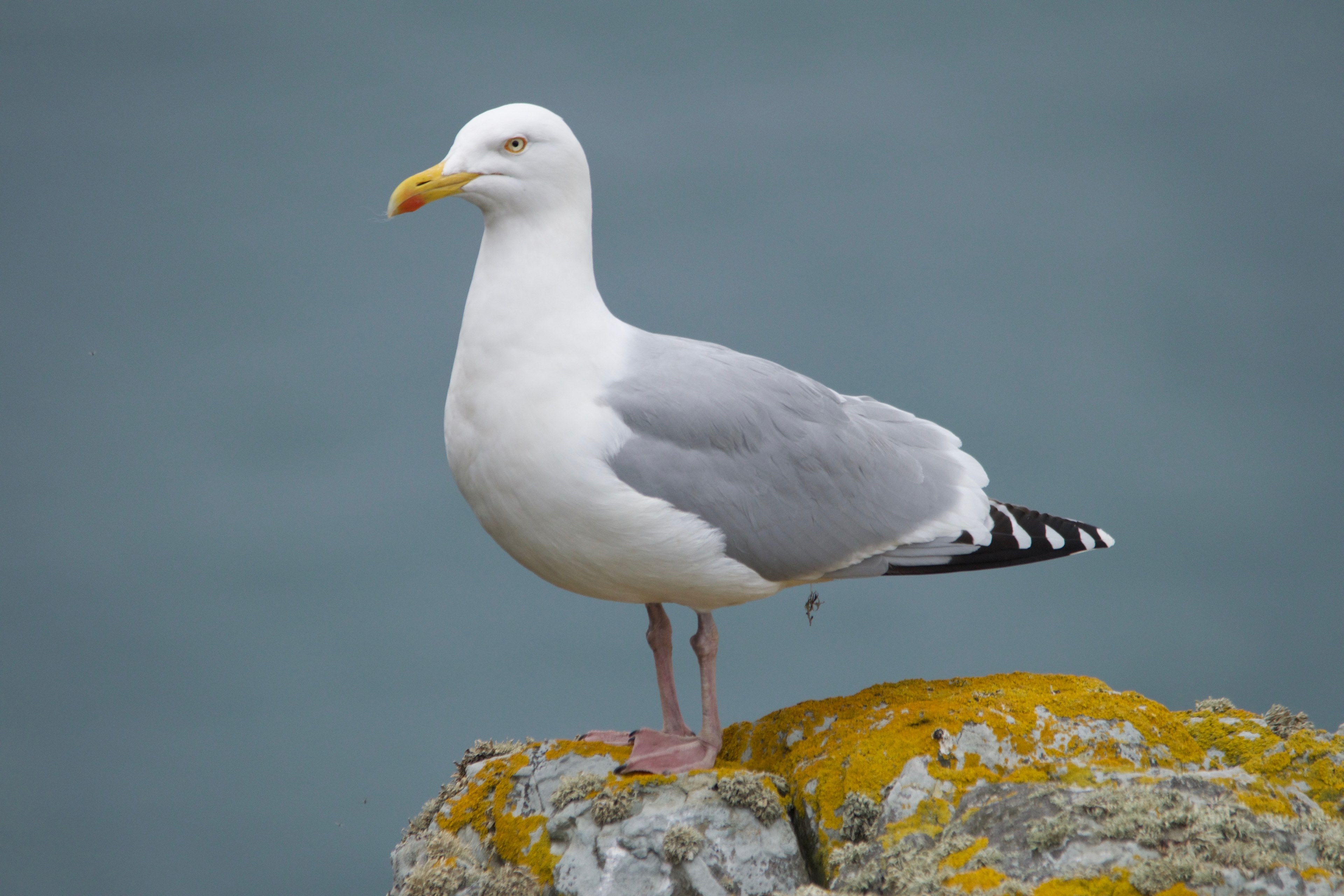 wing animal bird and pigeon 4k, HD Wallpaper