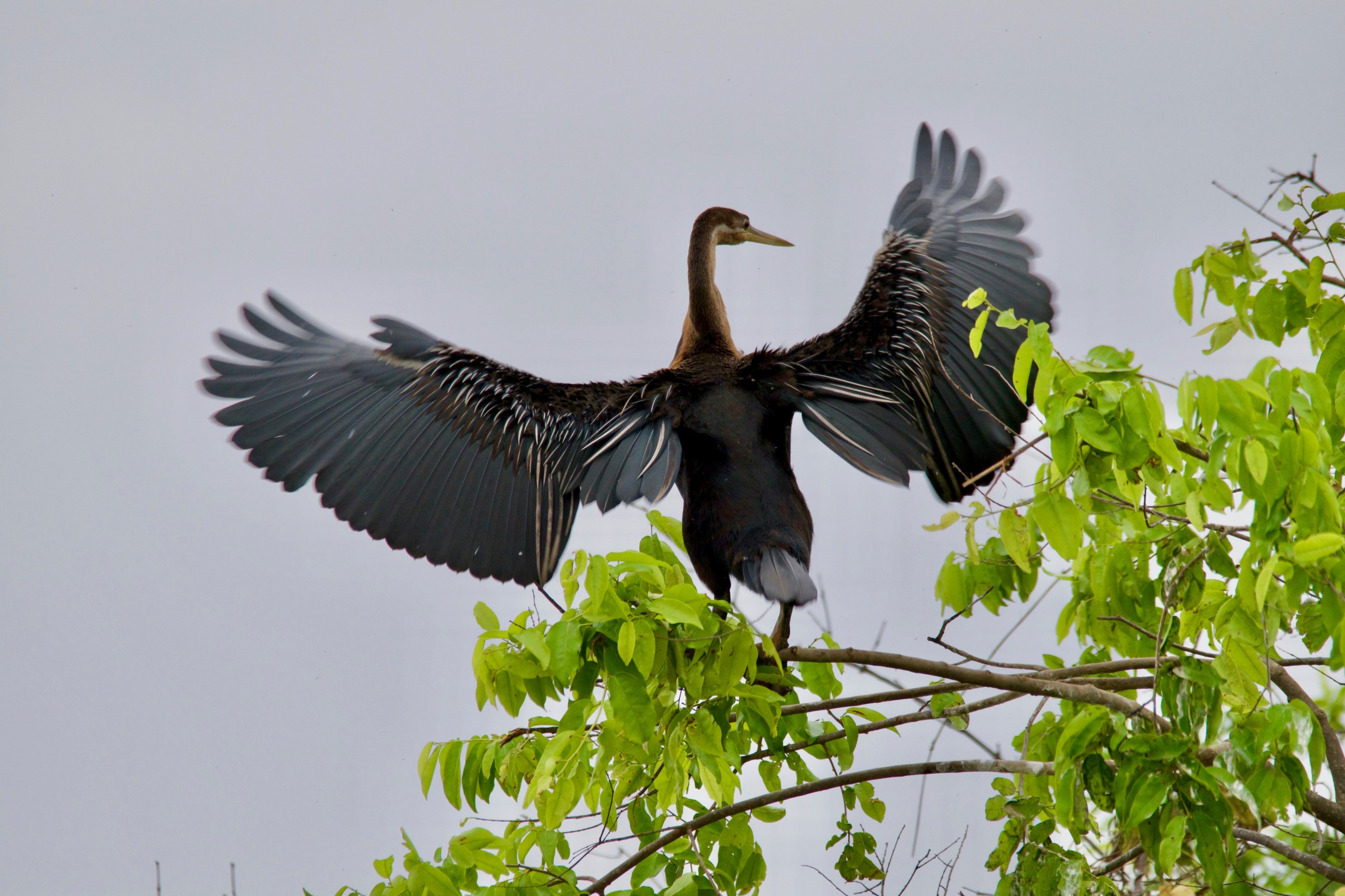 feather flight black stork and wing 4k, HD Wallpaper