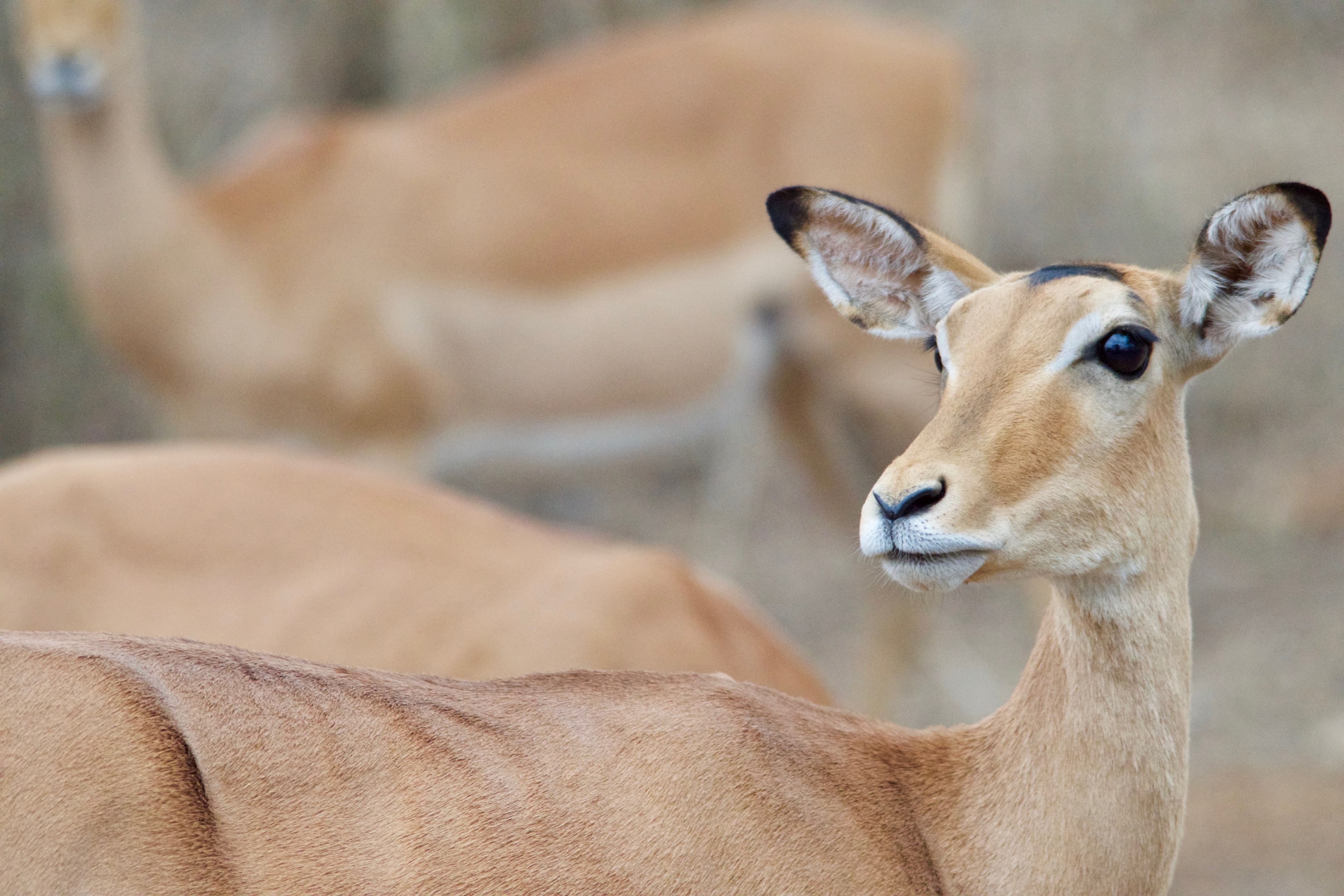 mammal animal national and grass 4k, HD Wallpaper