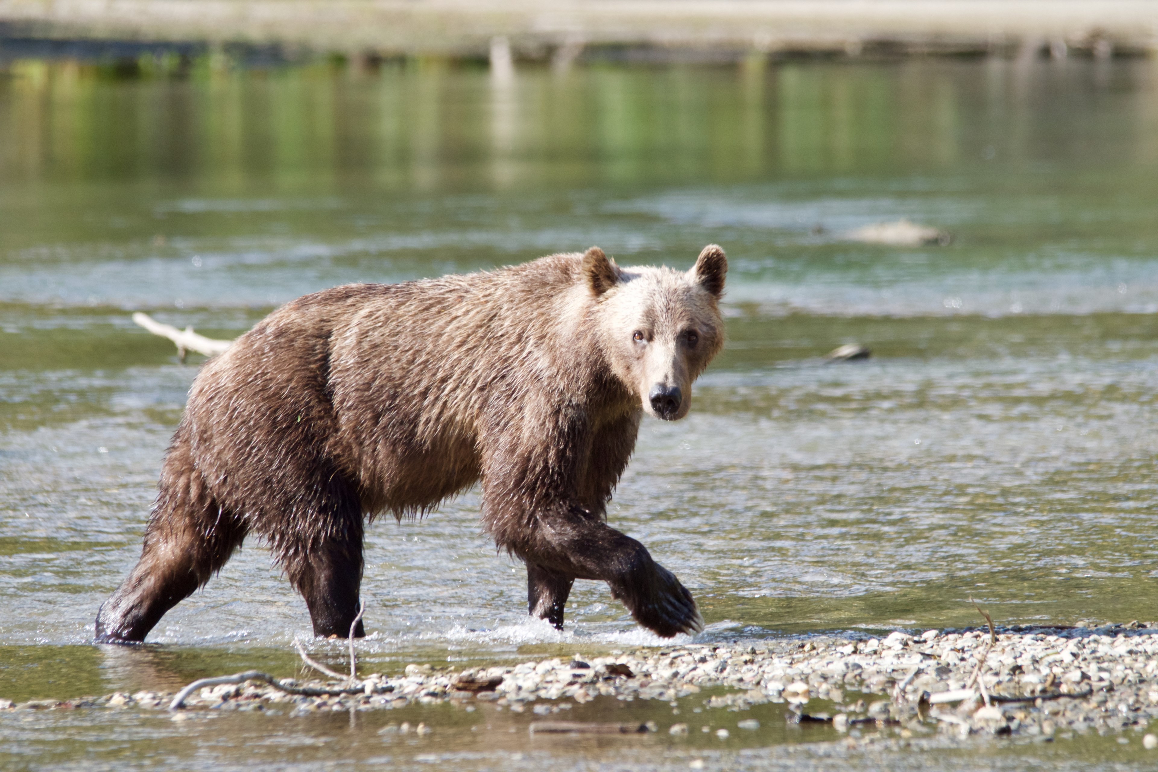 mammal bear and brown bear 4k, HD Wallpaper