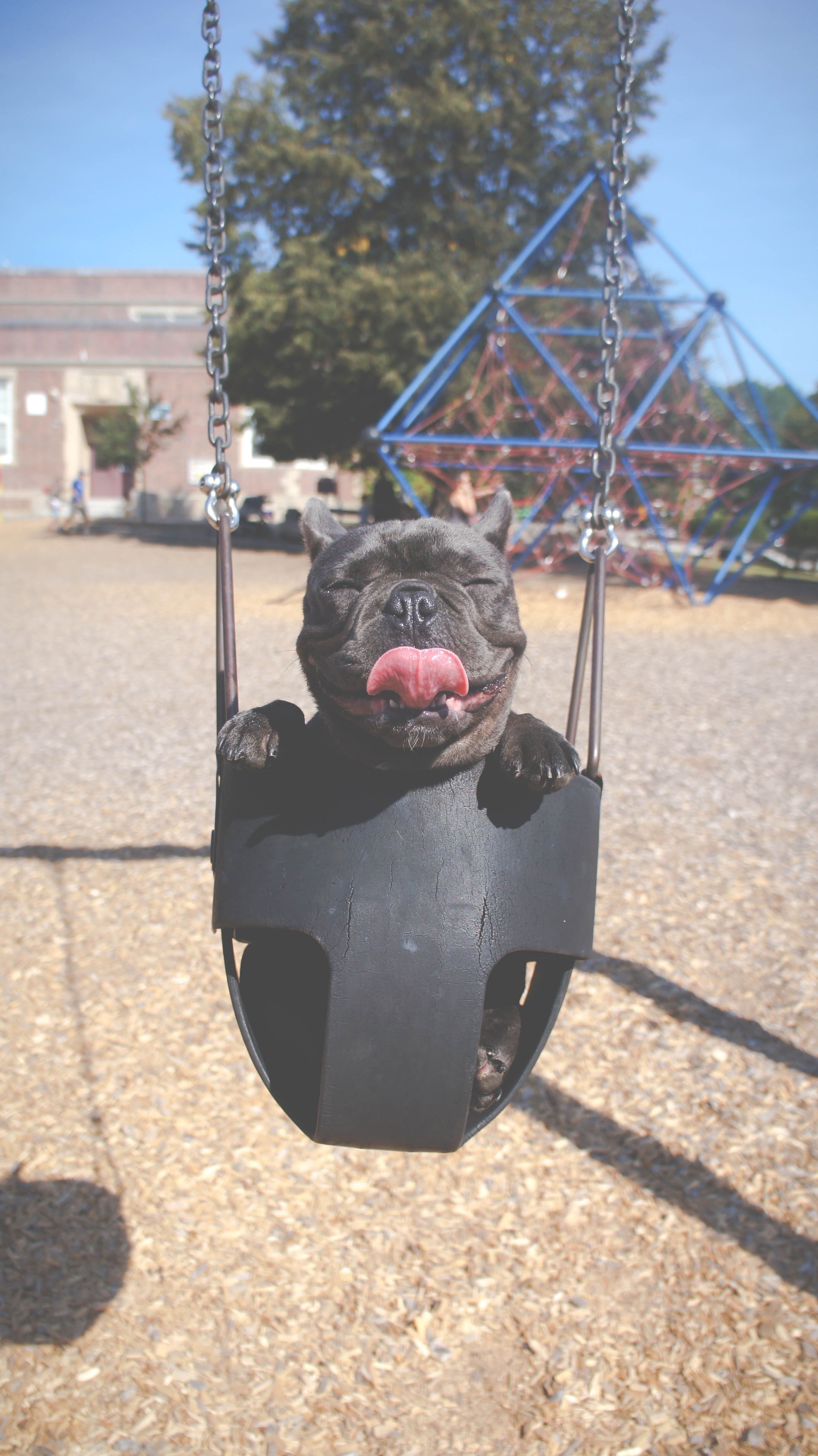 dog sways in a child seat on a swing set, swing sparky swing 4k, Phone HD Wallpaper