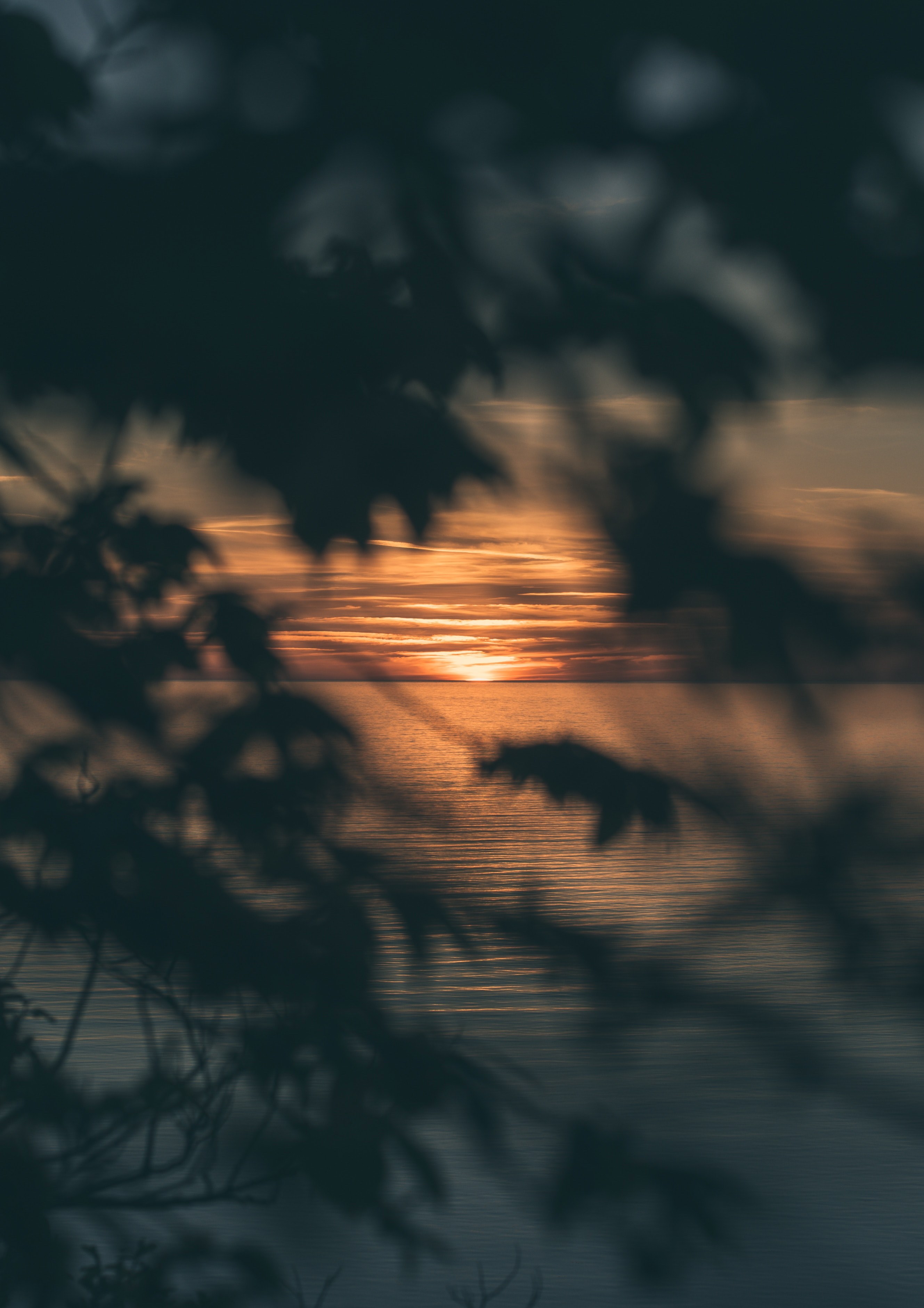 looking at the sunset at sea through the silhouette of leaves in estonia, estonia sunset through foliage_ 4k, Phone HD Wallpaper