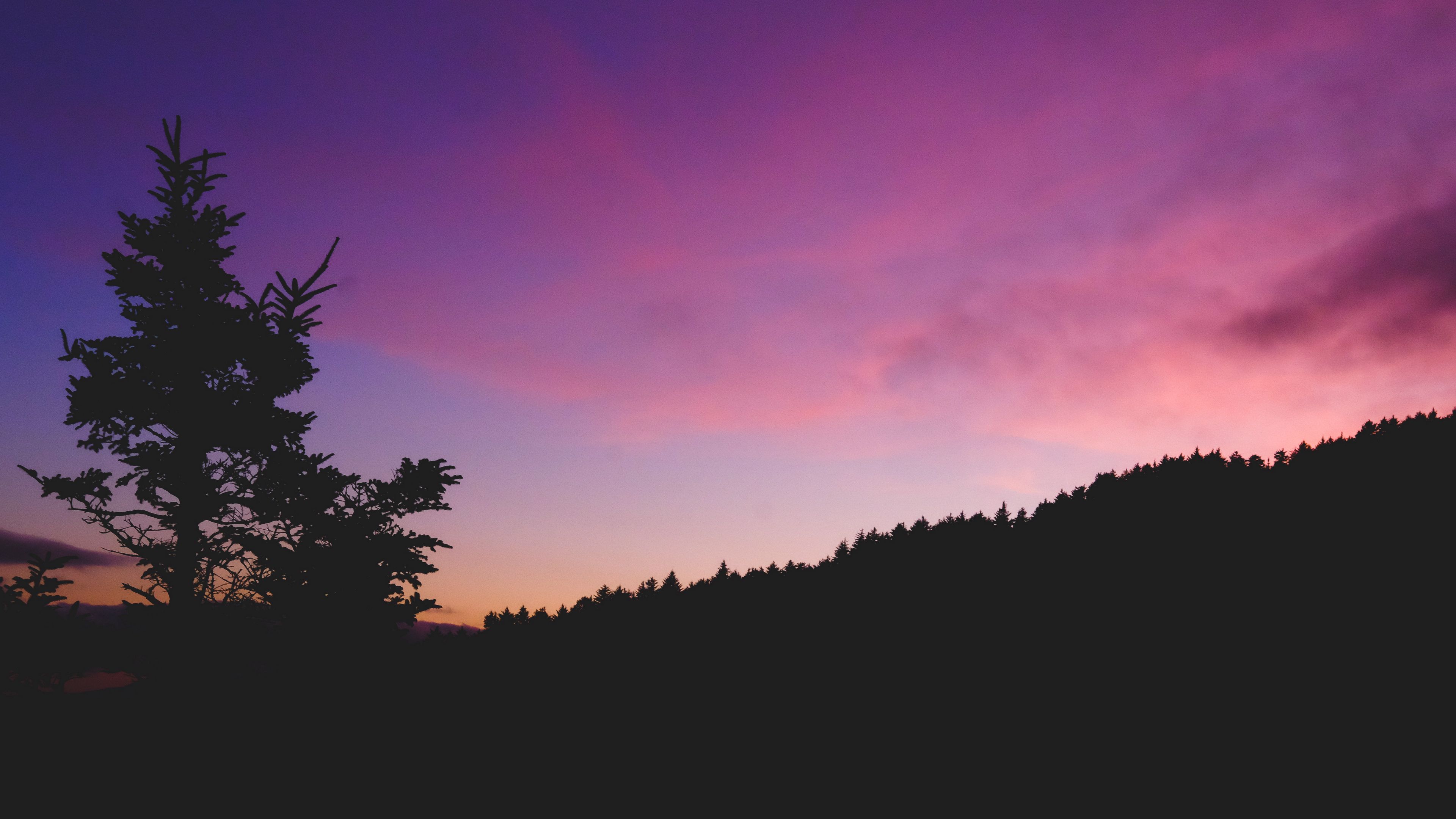 tree, night, sky, 4k, HD Wallpaper