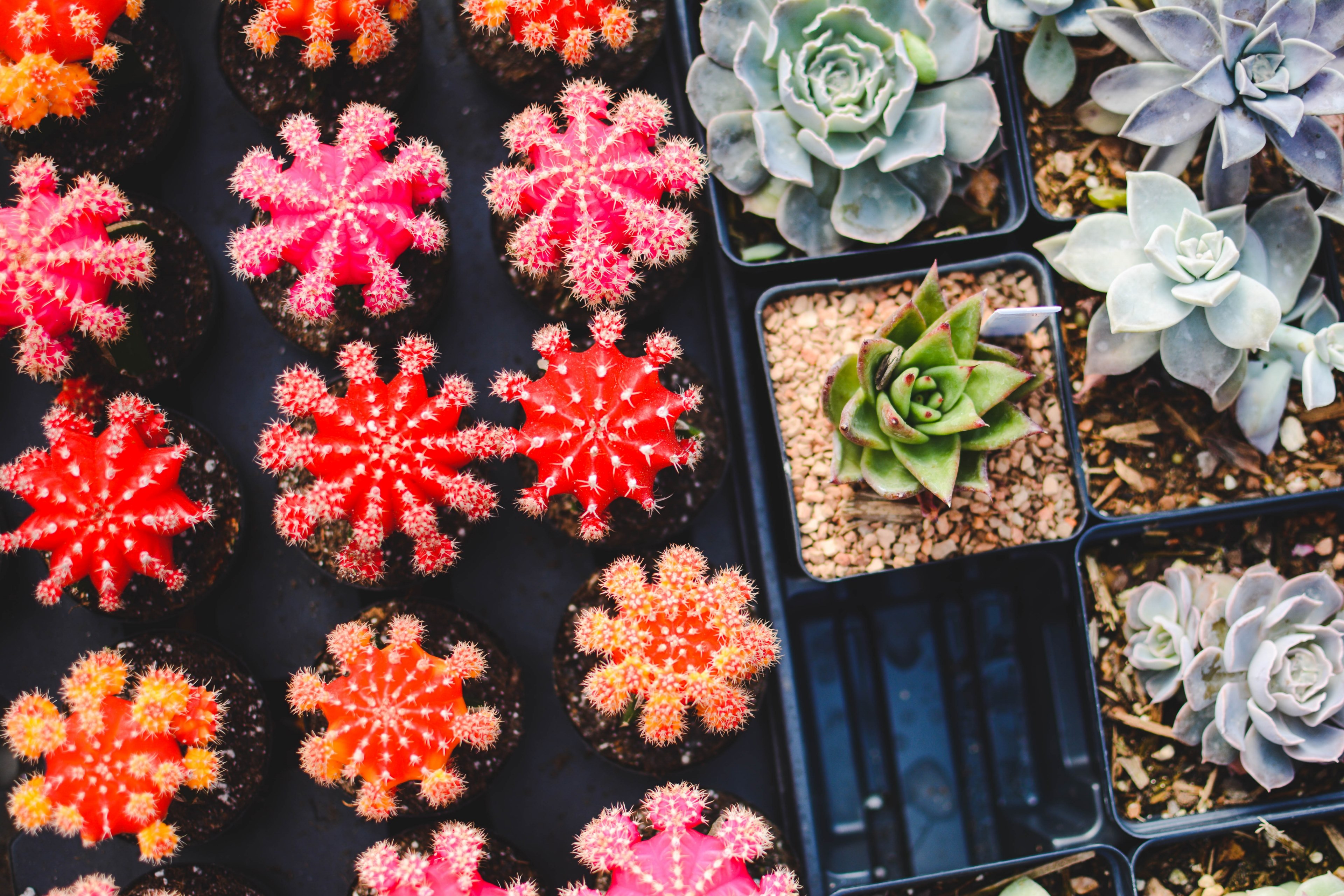 succulent flower plant and cactu 4k, HD Wallpaper