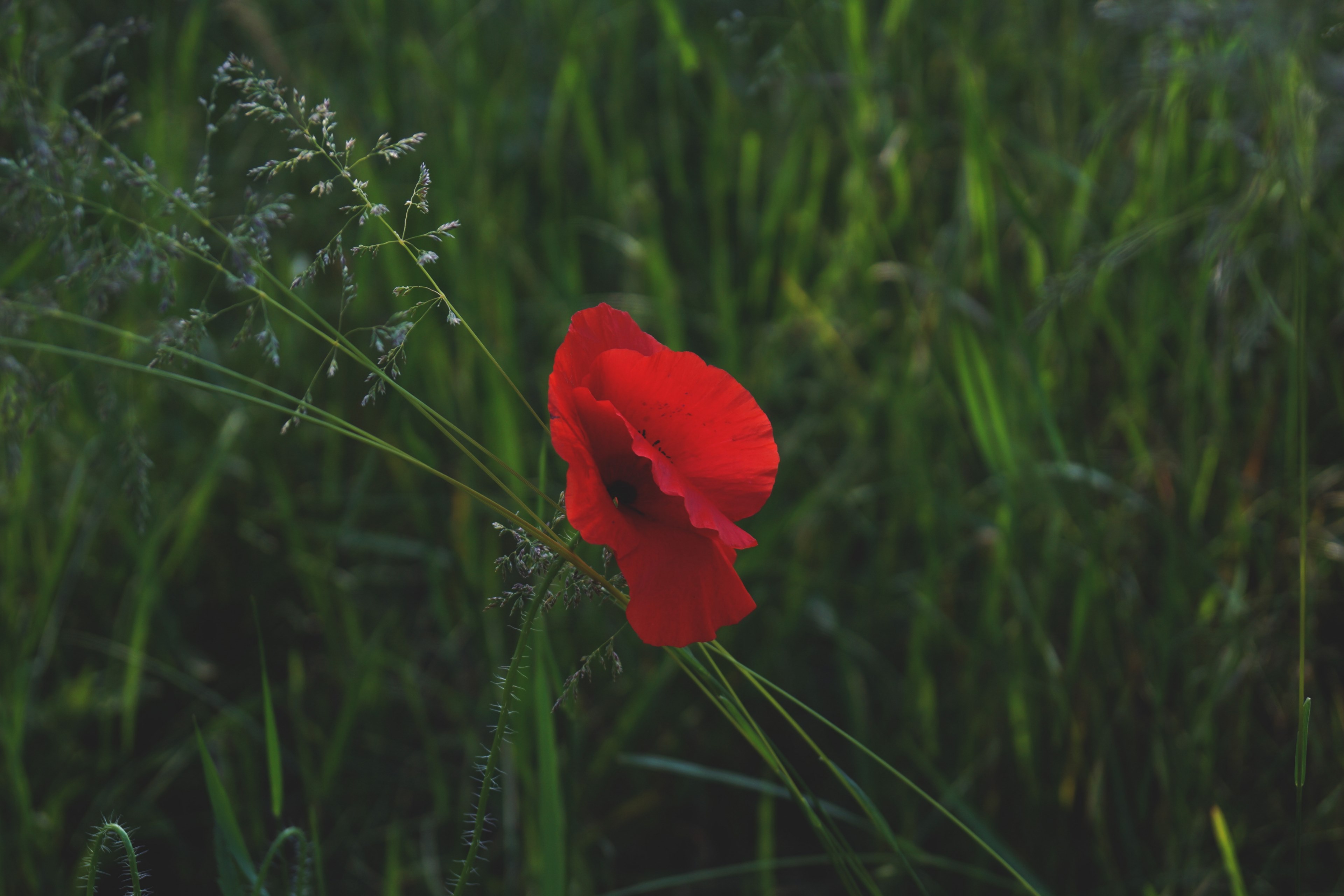 a lone red poppy in green grass, deep red poppy 4k, HD Wallpaper