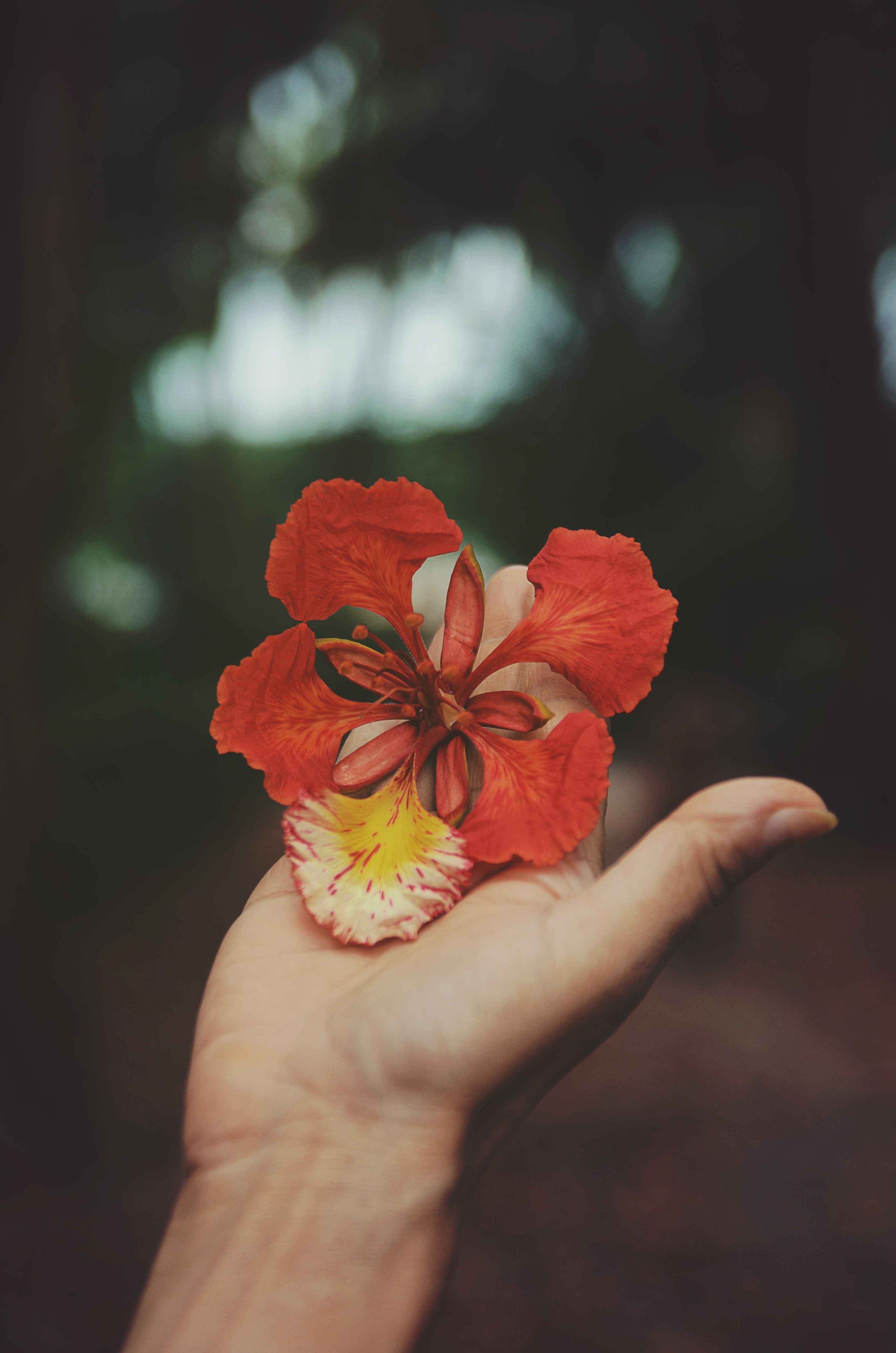 a whimsical red flower on a persons open hand, red flower in hand 4k, Phone HD Wallpaper