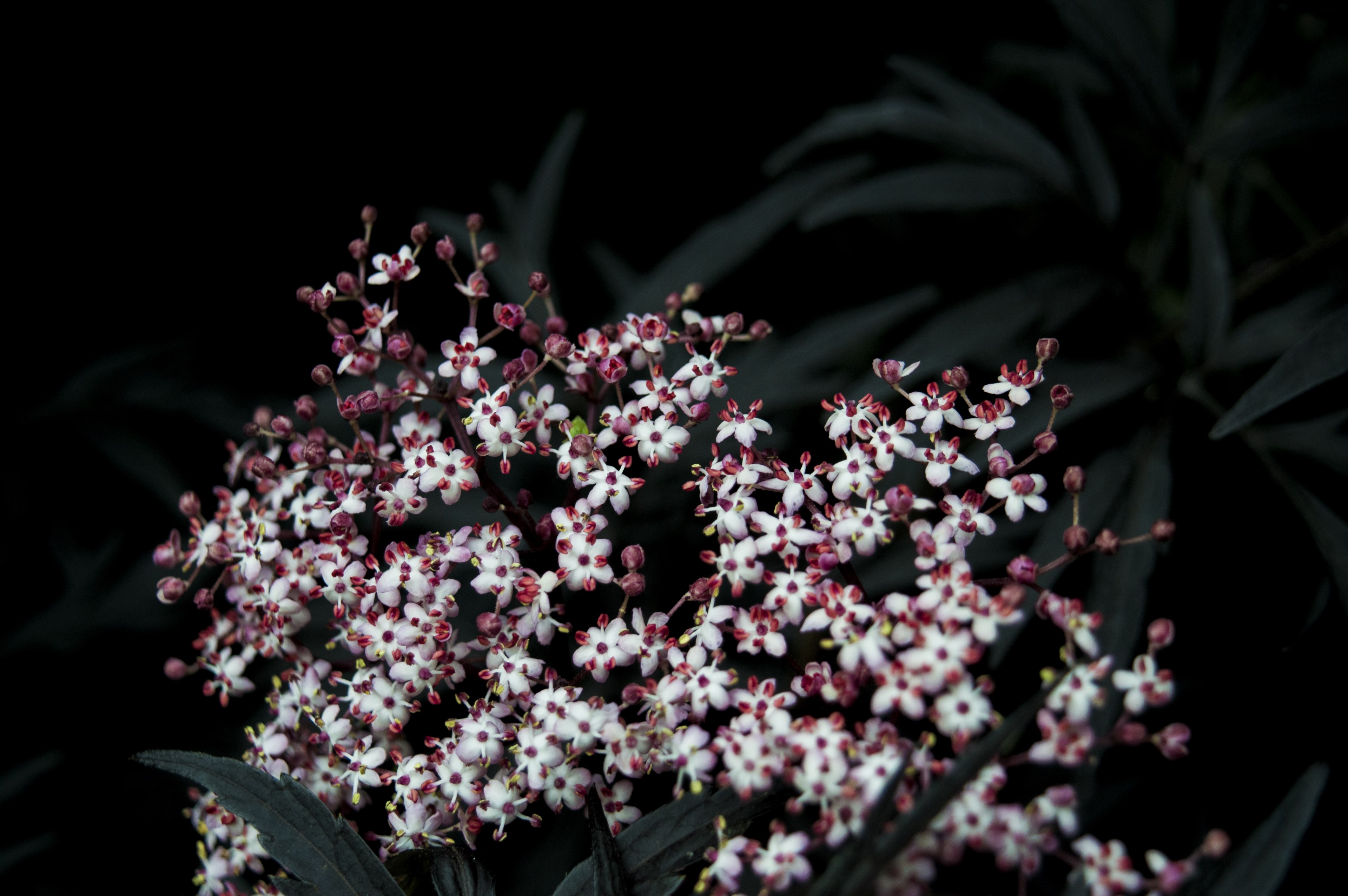 a grouping of tiny white and red flowers against a dark background, tiny flowers in white and red 4k, HD Wallpaper