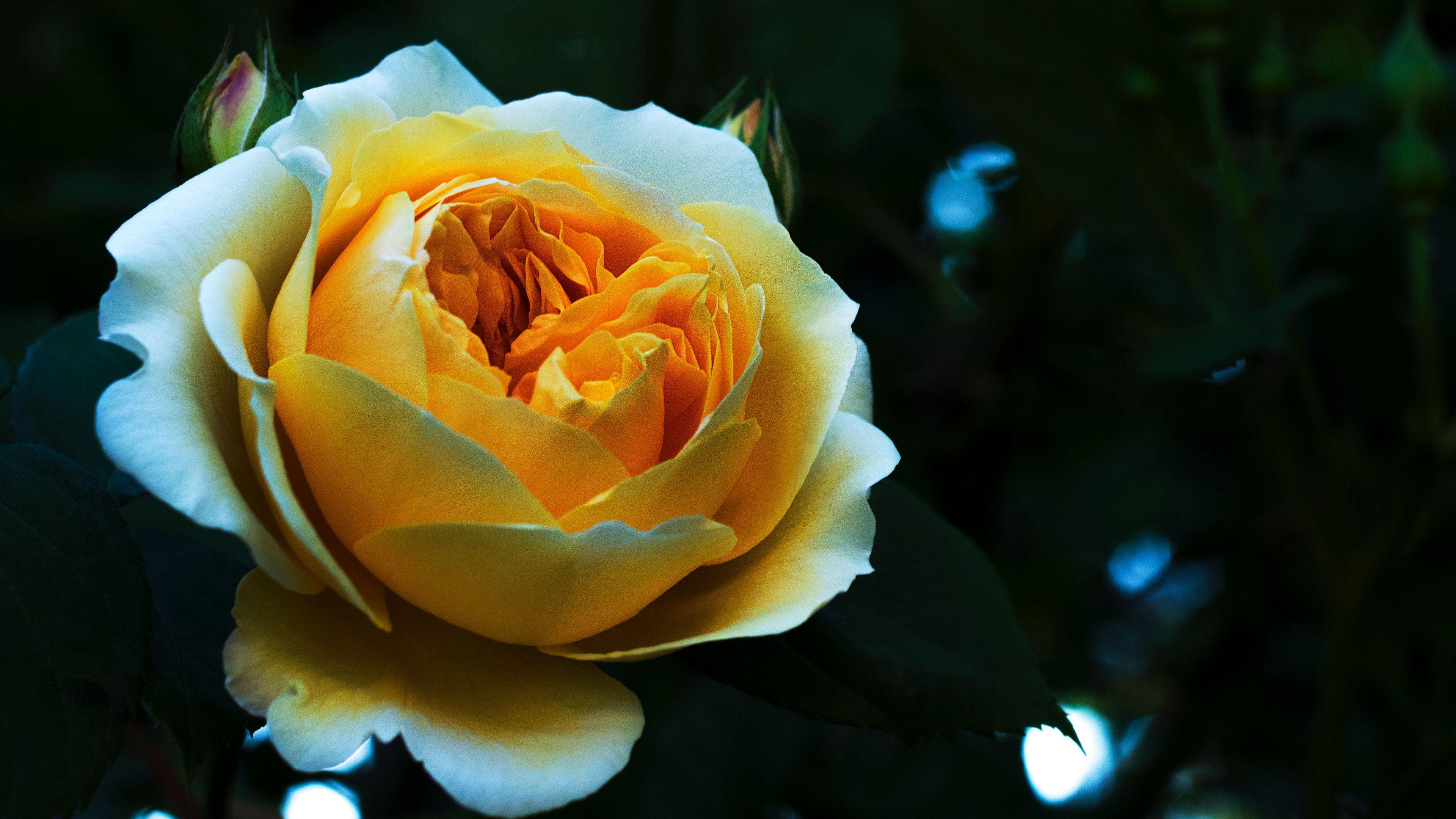 rose, bud, petals, white, yellow, 4k, HD Wallpaper