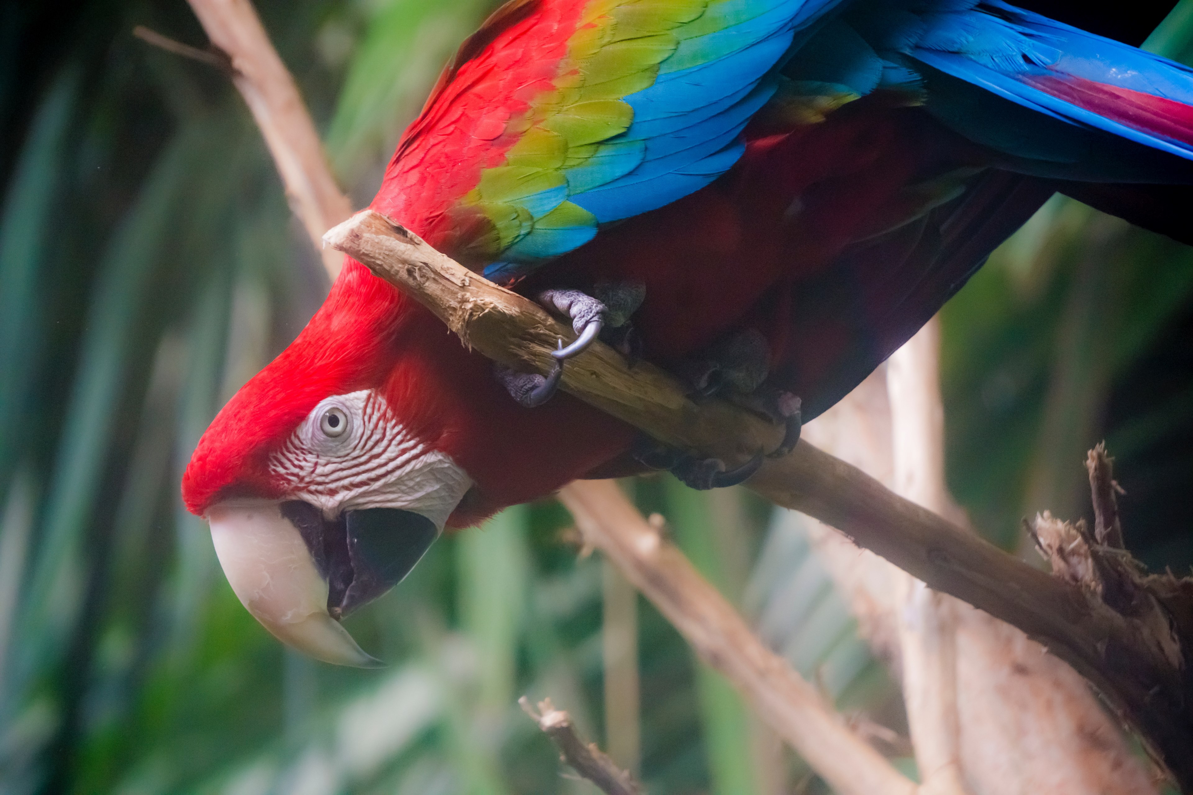 zoo bird hang and tree 4k, HD Wallpaper