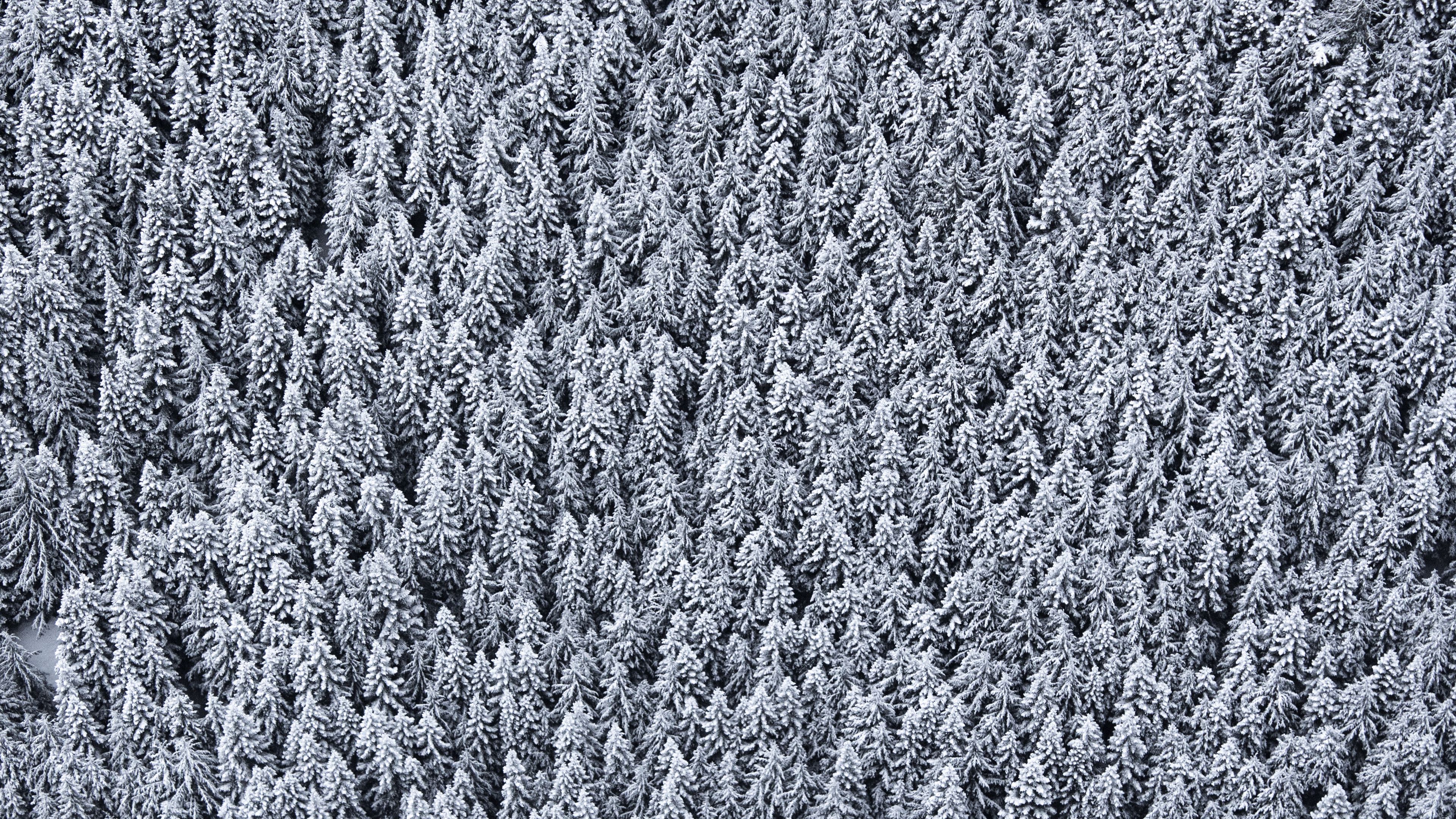 trees, top view, snow, snowy, 4k, HD Wallpaper