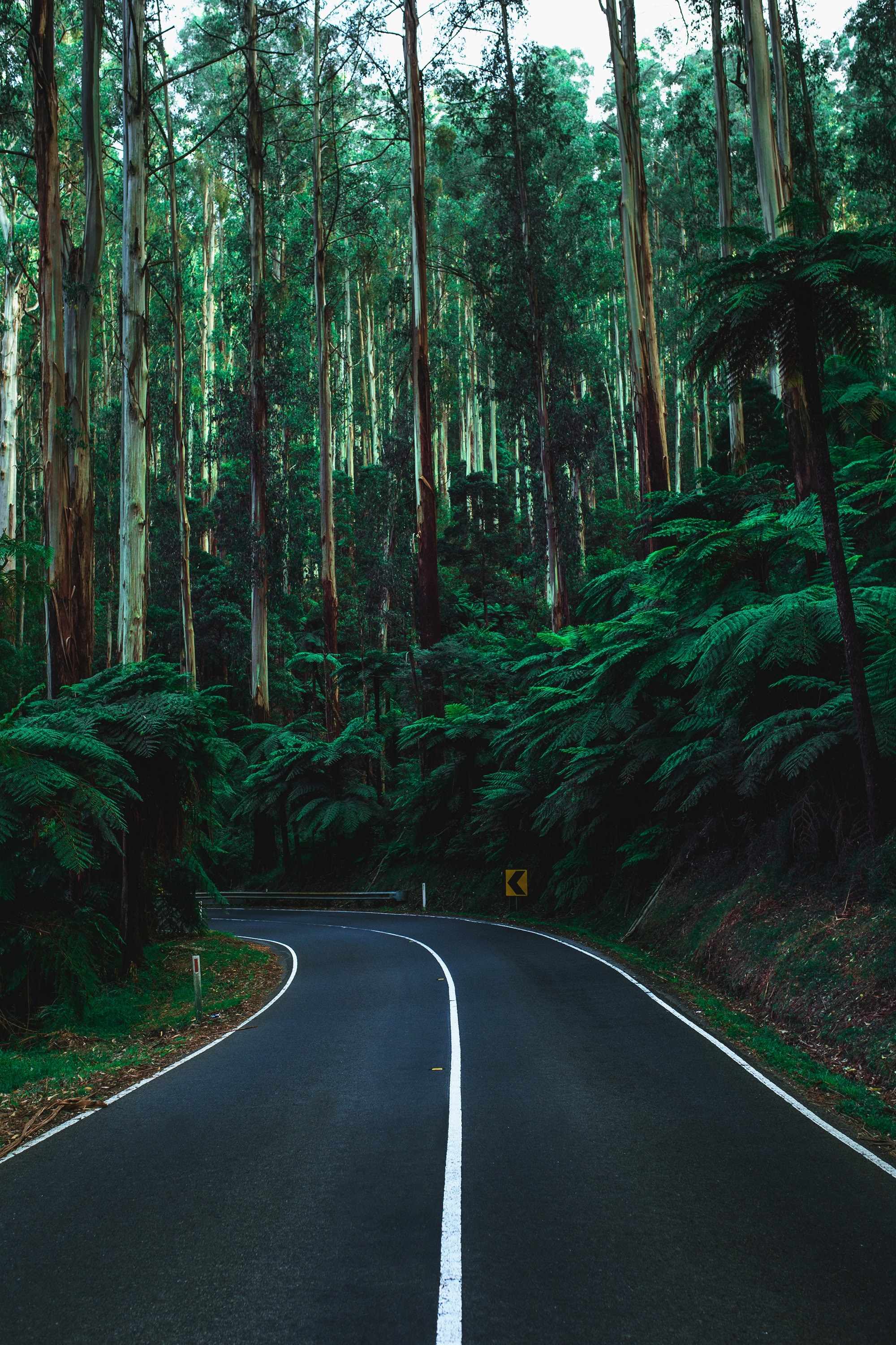 drive road corner tall tree and fern hd, 4k, Phone HD Wallpaper
