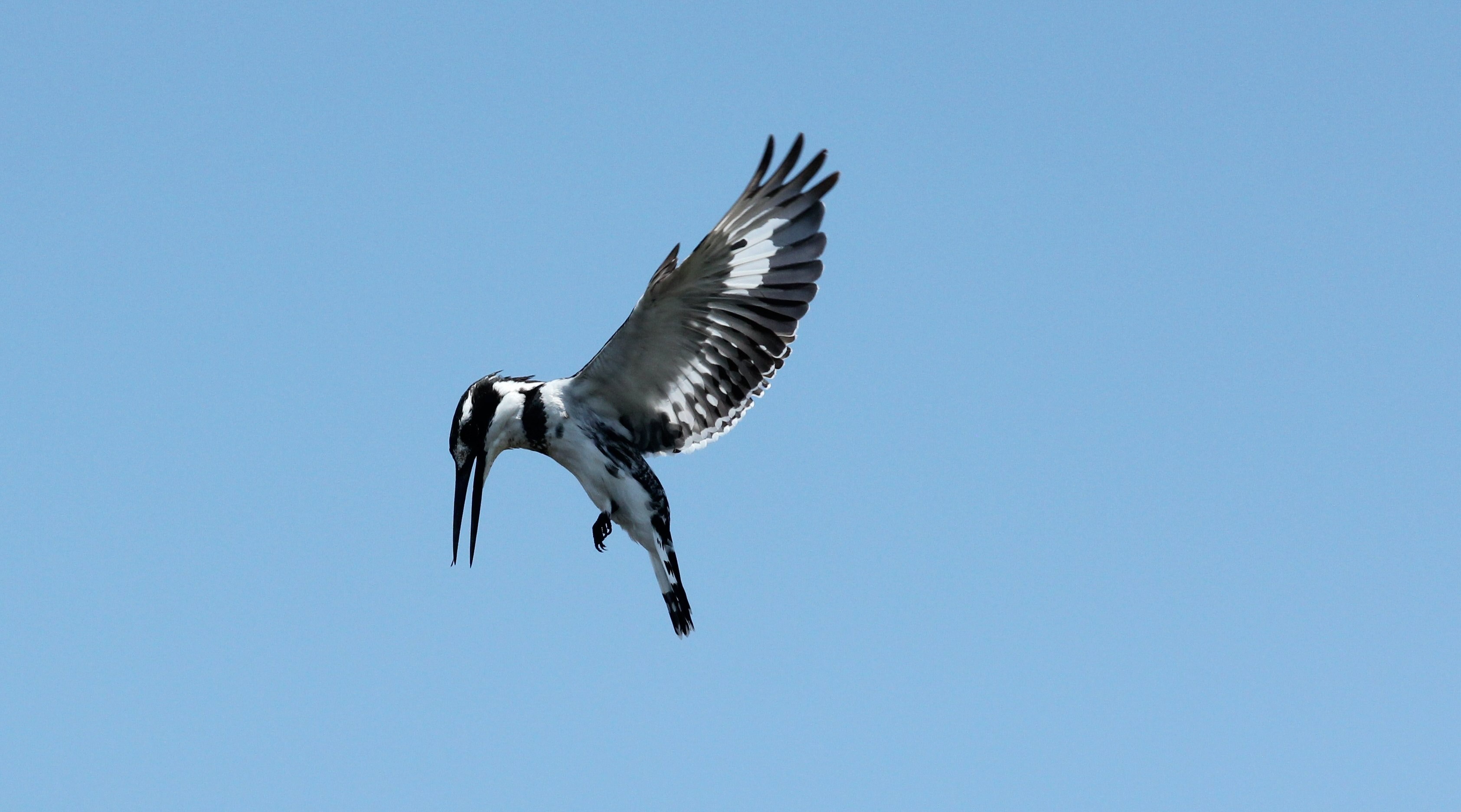 wing span wing flight and flying bird 4k, HD Wallpaper