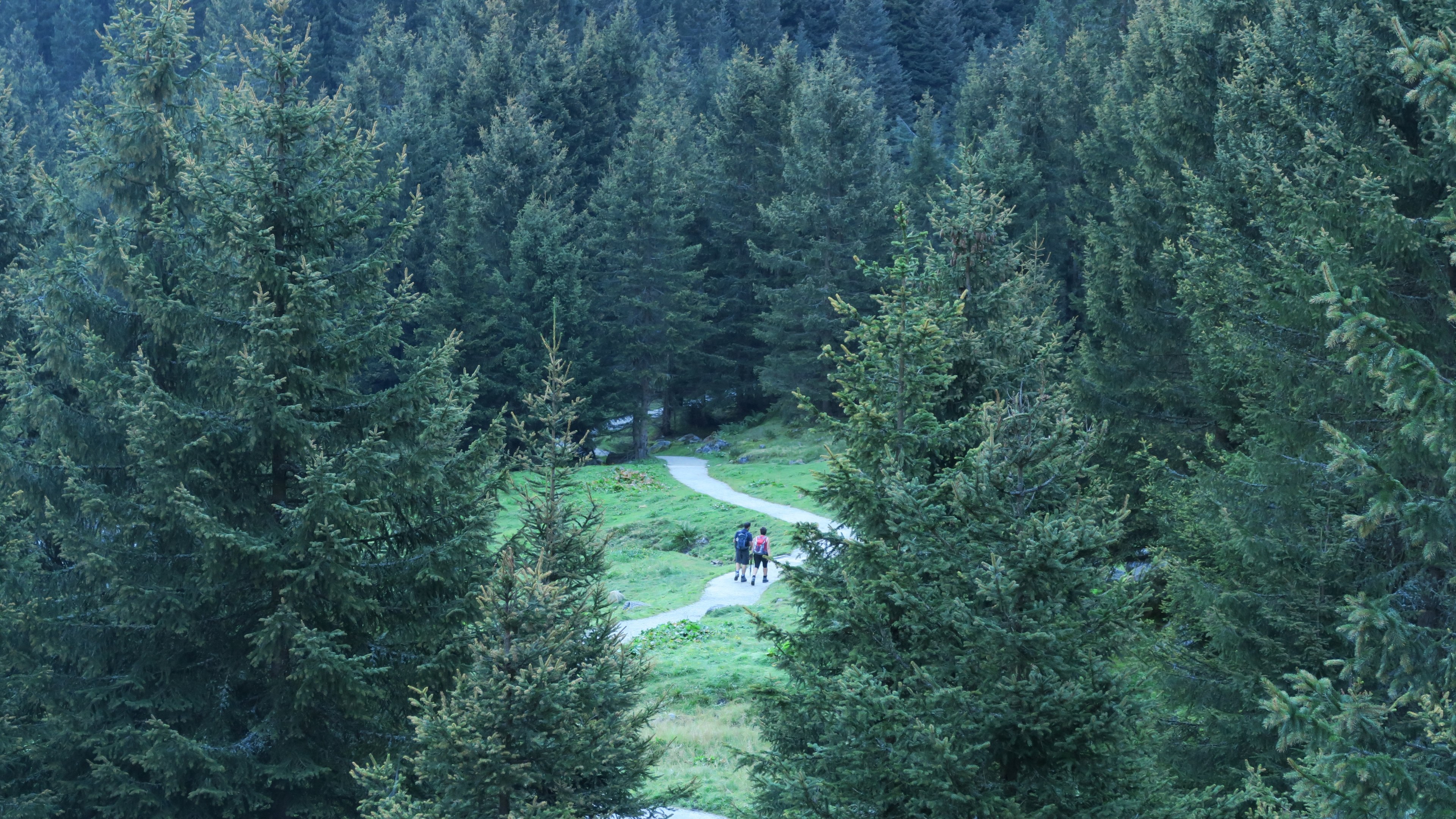 outside wander green and wood 4k, HD Wallpaper
